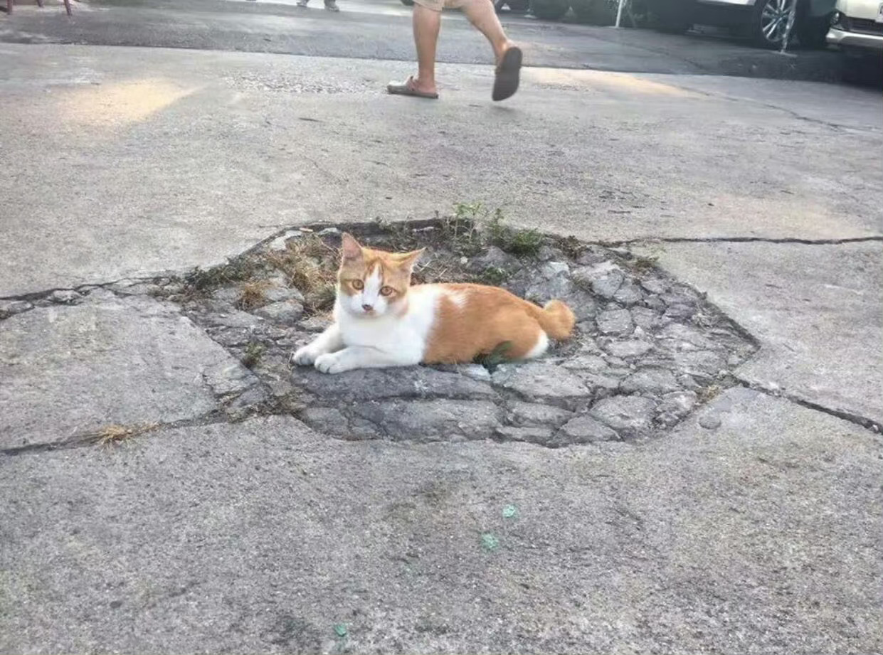 猫咪导致地面塌陷🥹 