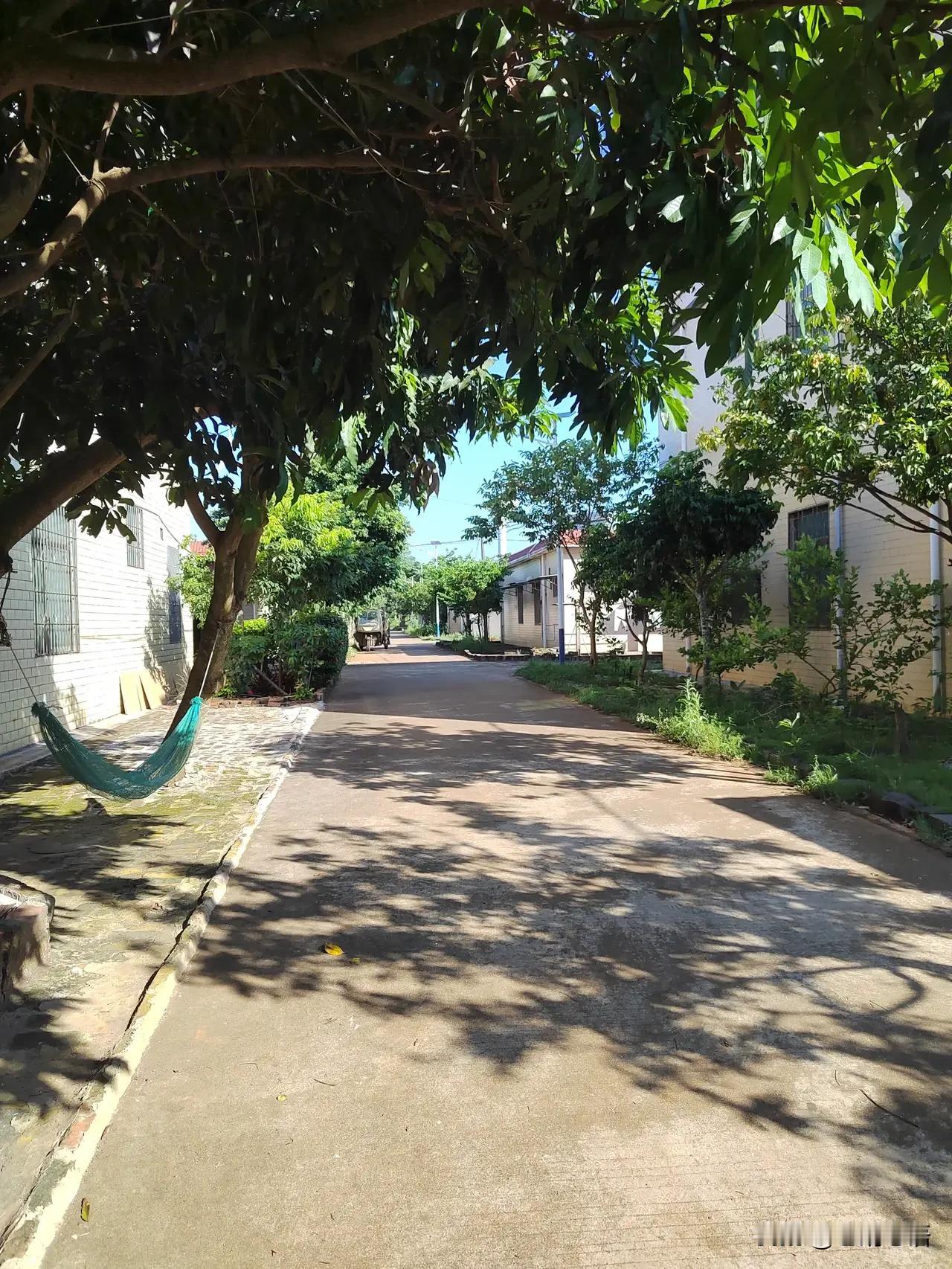 小路两旁绿树成荫，阳光透过树叶洒下。