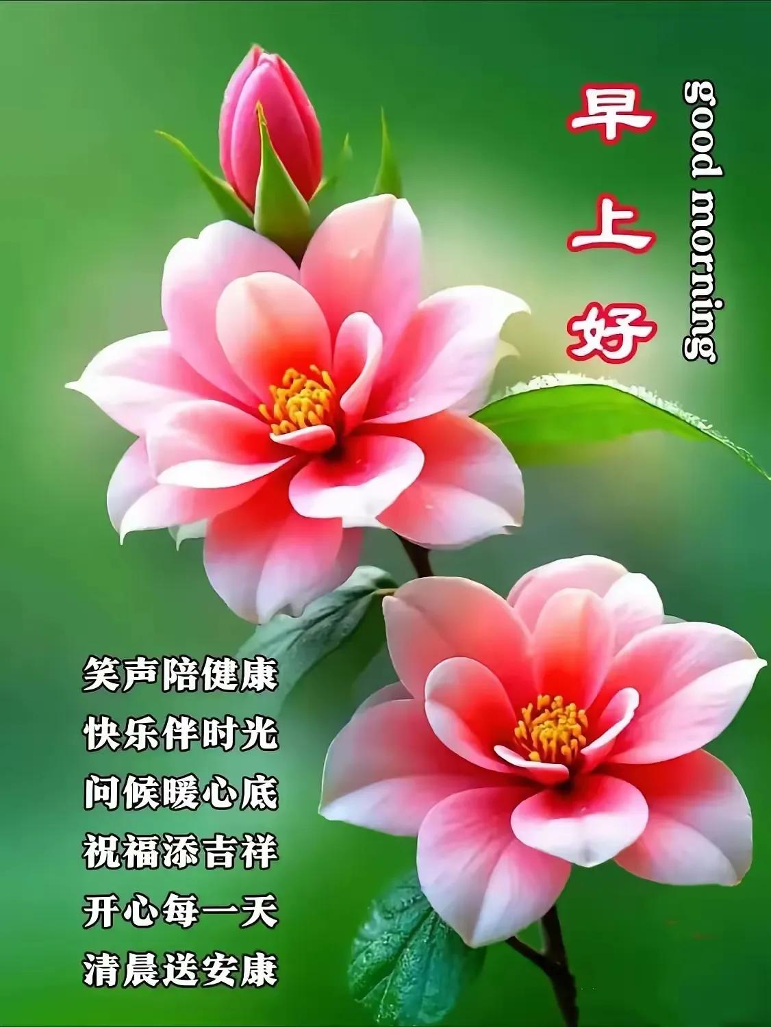 早安，美好一天从花开开始！🌸✨