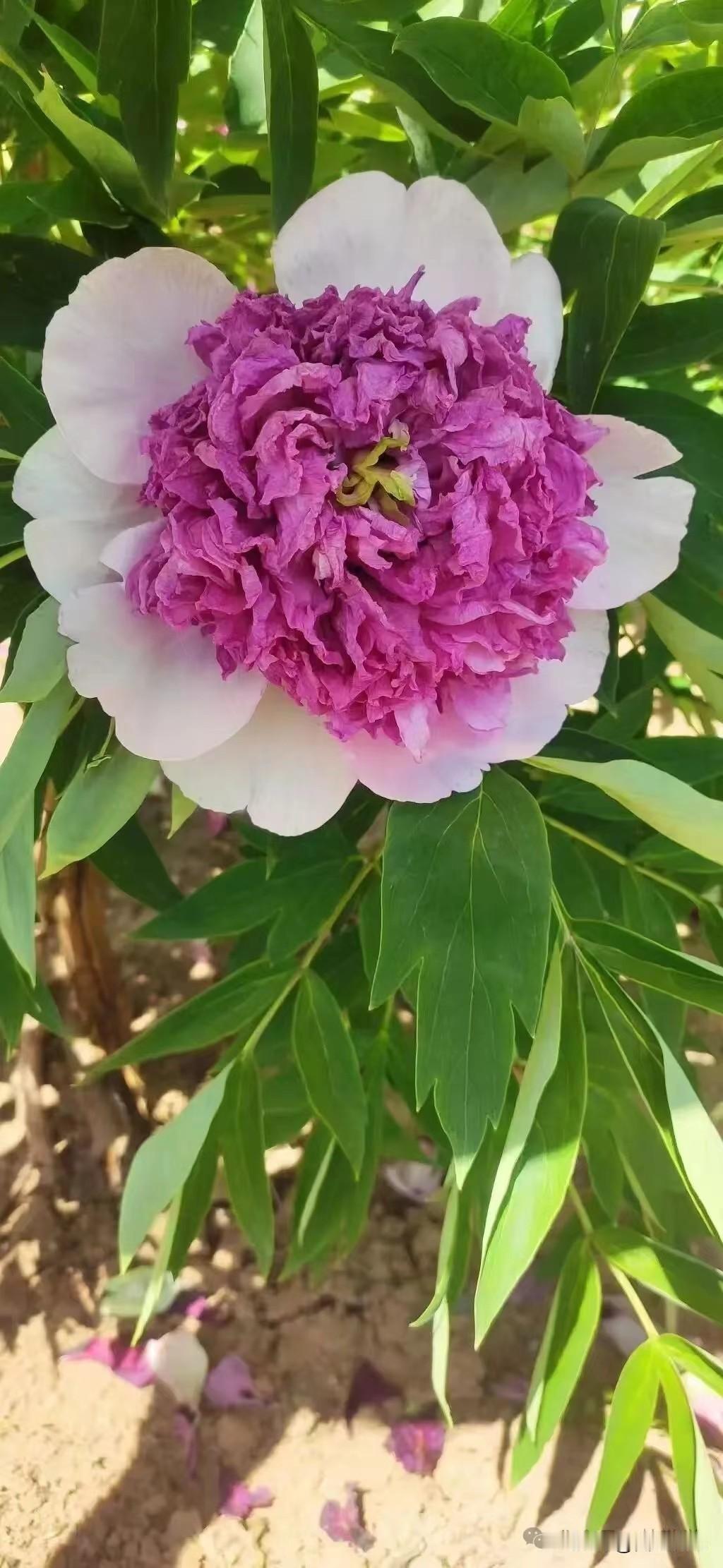 这是陇西“杜氏牡丹”培育的新品种牡丹，名叫鸳鸯被。水红的面，雪白的里。