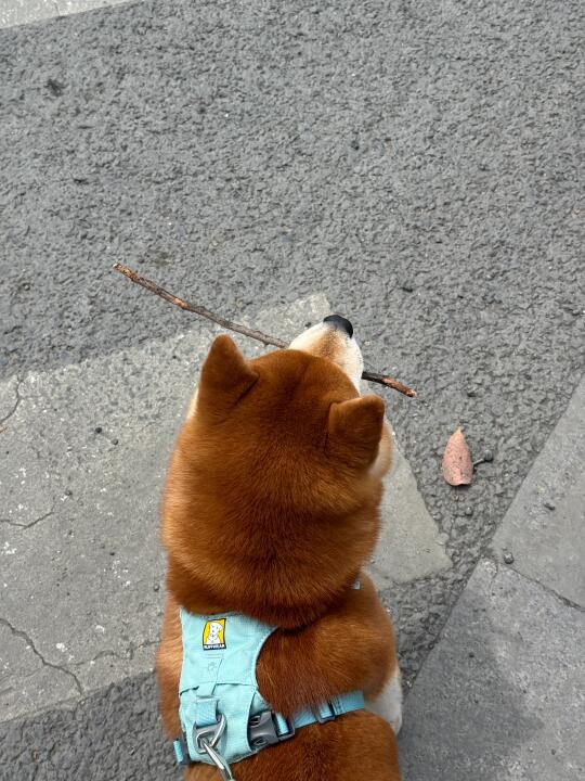 狗狗我呀～出门就是开心呀