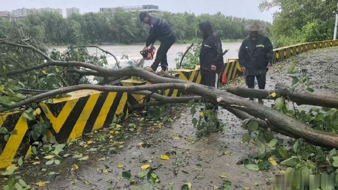台州这支救援队从凌晨锯到白昼抢通道路 最戳人的是那份“专业里的克制”。倒伏树木压