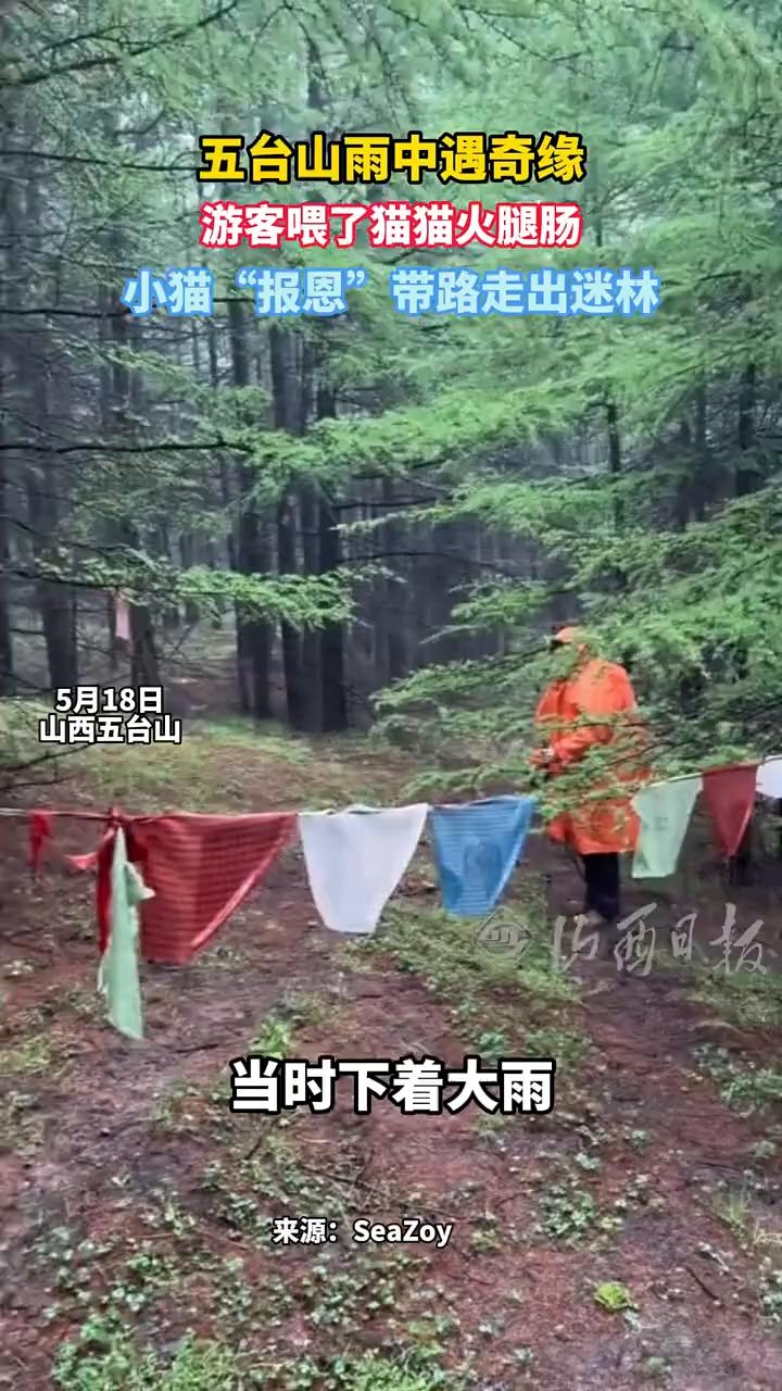 五台山雨中遇奇缘，游客喂了猫猫火腿肠，小猫"报恩"带路走出迷林。
山西日报。
5
