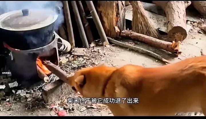 主人用锅炉烧开水，离开前跟狗狗说：等水开了，你就把火关了哈。没想到，狗狗一直听话