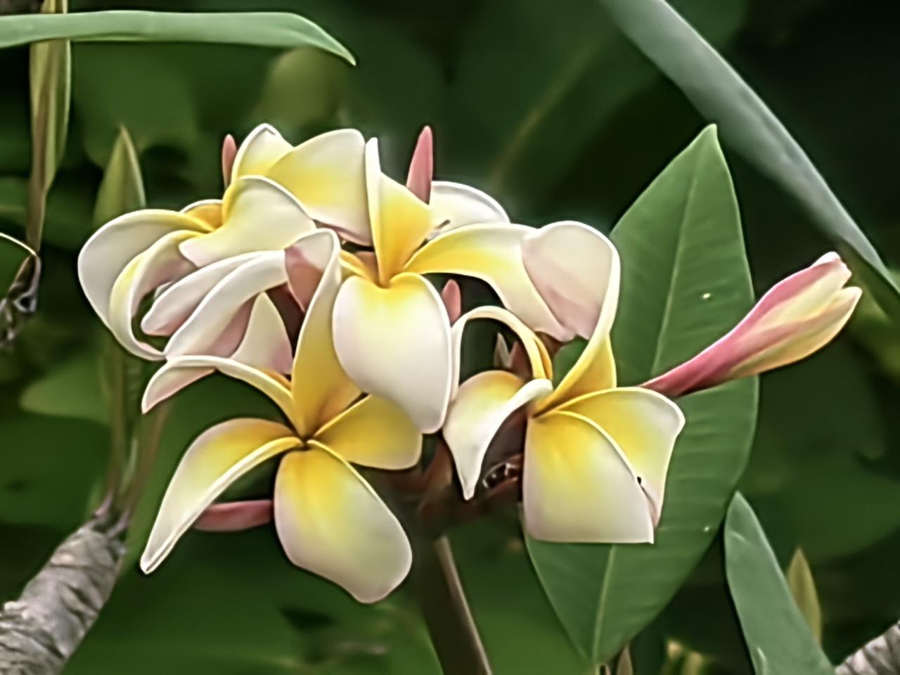 分享一张你拍的花，什么花都行