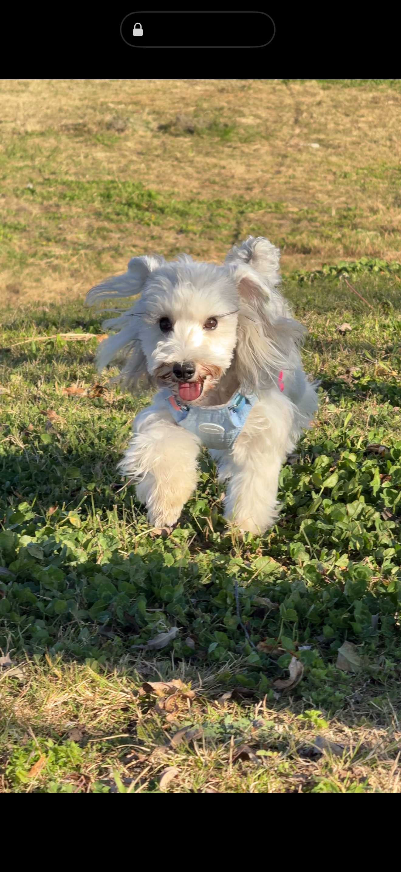 来云南的旅居这半个月 每分每秒都好幸福🥰此时此刻刚收拾完明天去丽江的行李 吃着