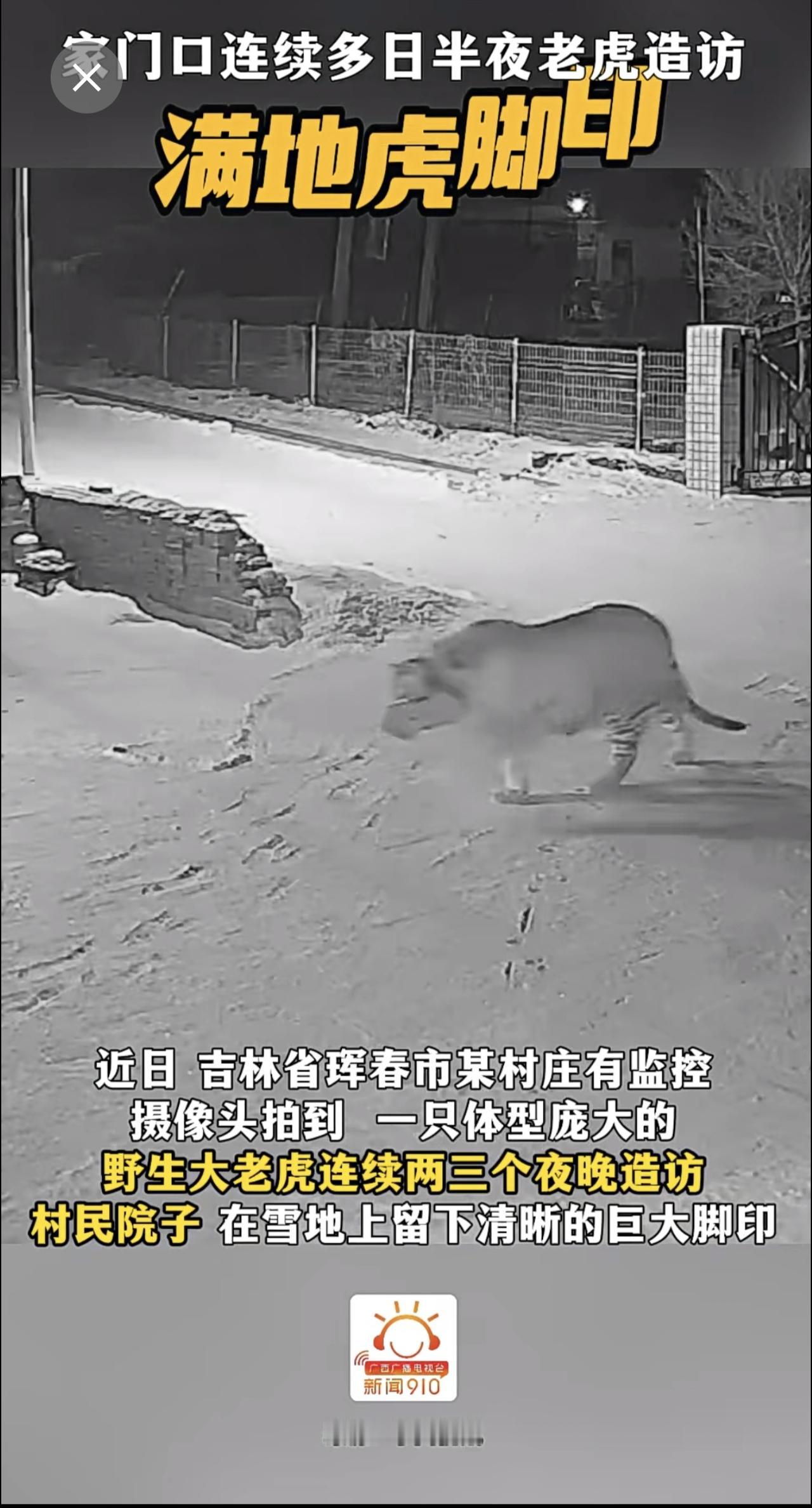 吉林一只体型庞大的野生大老虎连续多日半夜造访村庄。（编辑：黄婉）