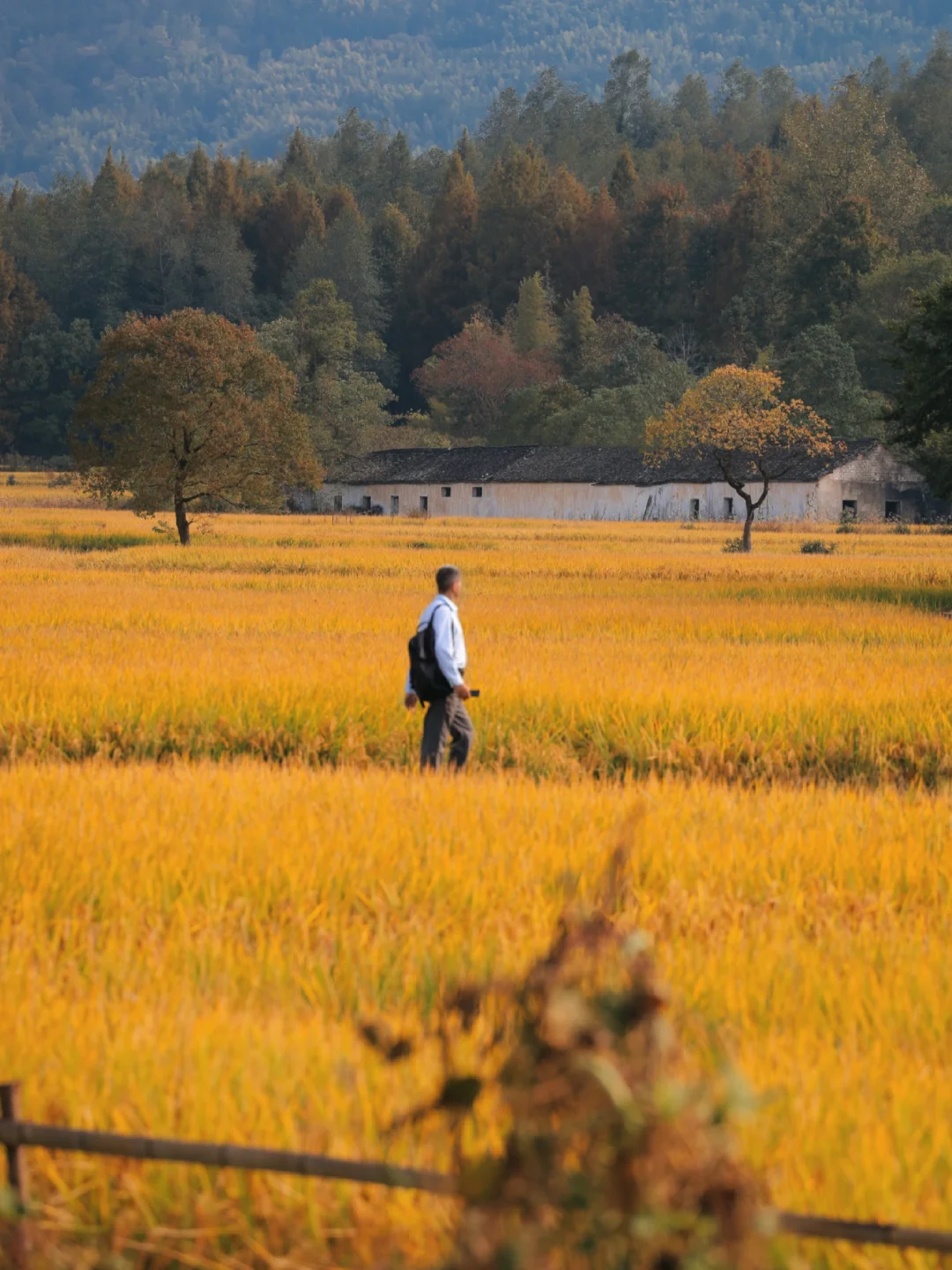 开始期待皖南的秋天🍂啦❗