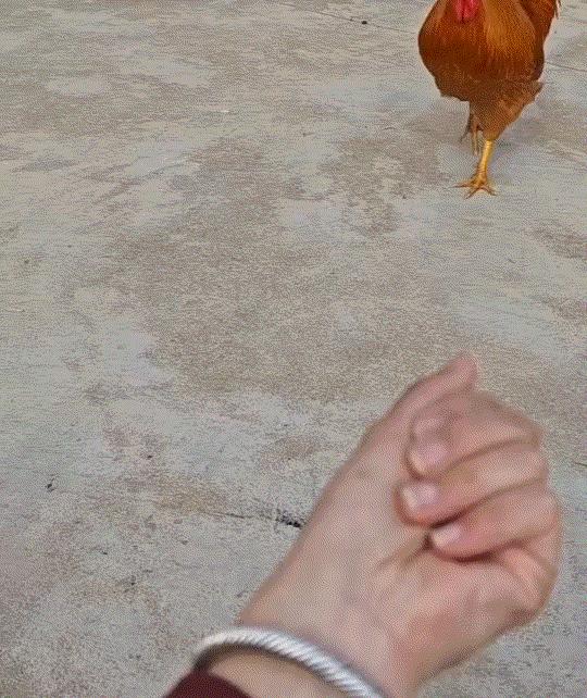 出乎意料了，湖北，一女子将两条虫喂给家里一只公鸡吃，本以为公鸡过来后，会眼都不眨