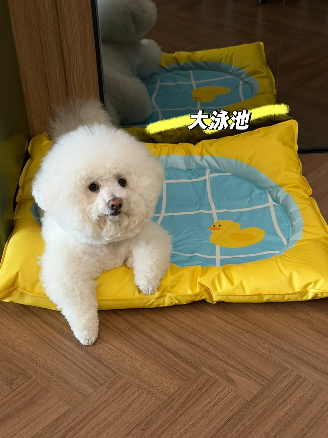 少爷的泳池到了🐤