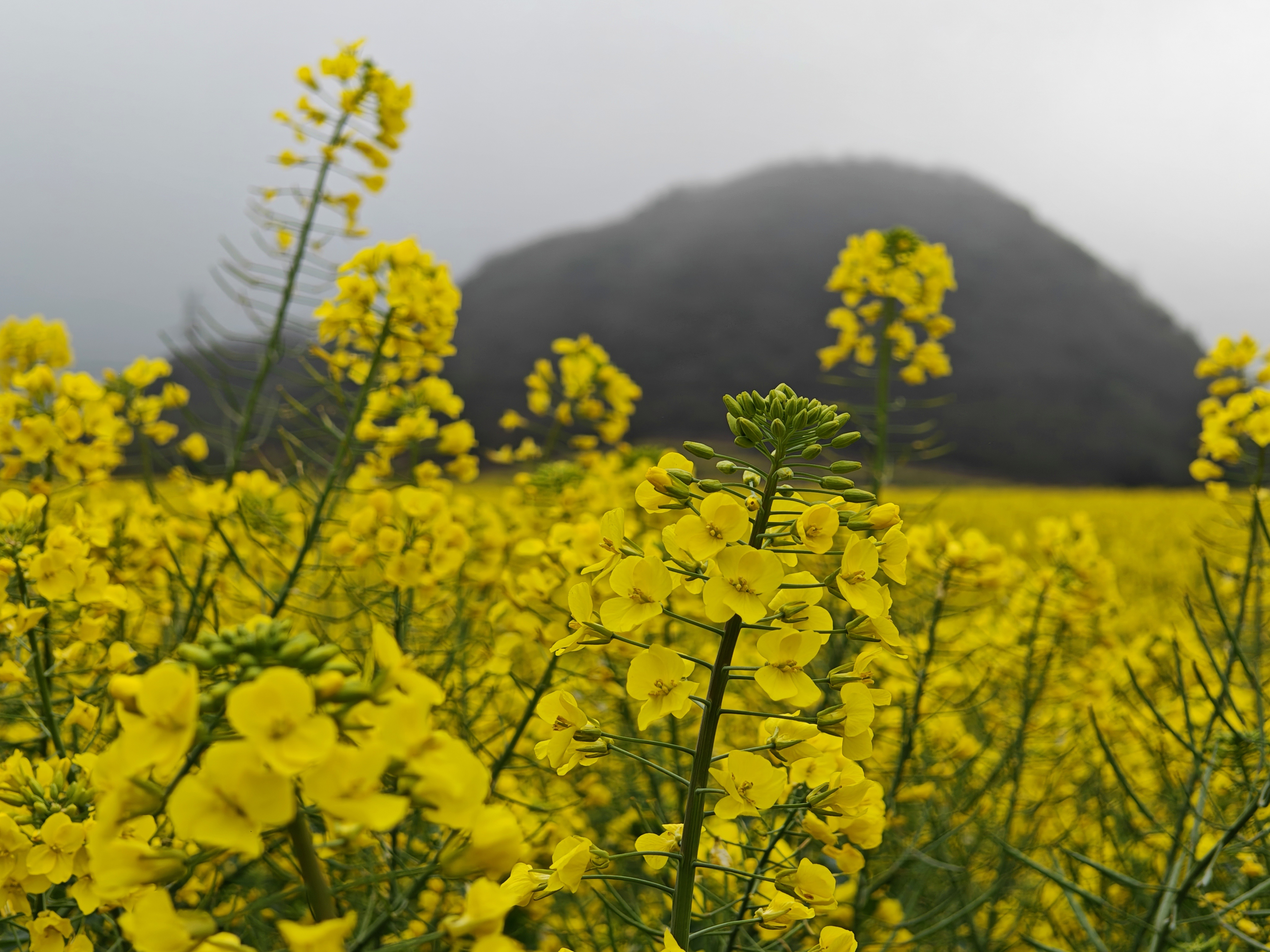 #油菜花田韵春风# 云南罗平的春天被油菜花田装点得格外灿烂，金黄的花海在春风中泛