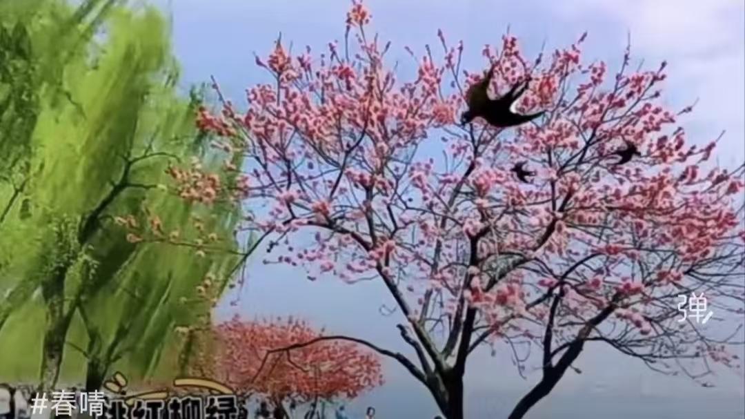 采桑子·春晴
东风拂绿堤边柳，
翠霭烟浮，
新燕穿楼，
一树桃花逐碧流。

闲窗