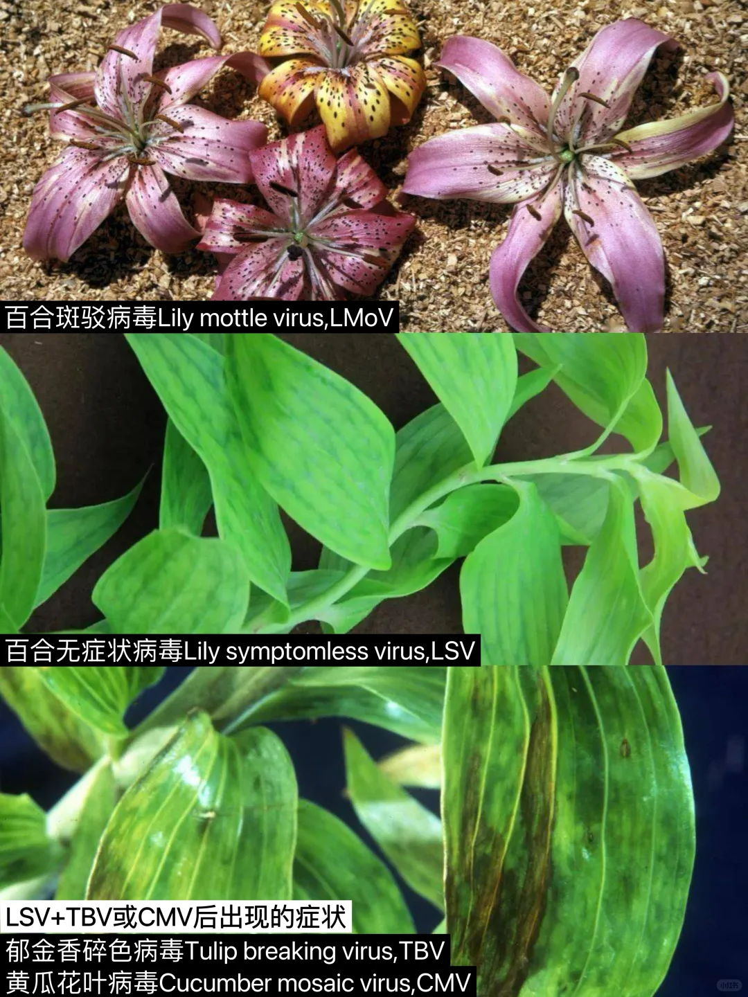 百合花常见病毒性疾病，病原与防治策略