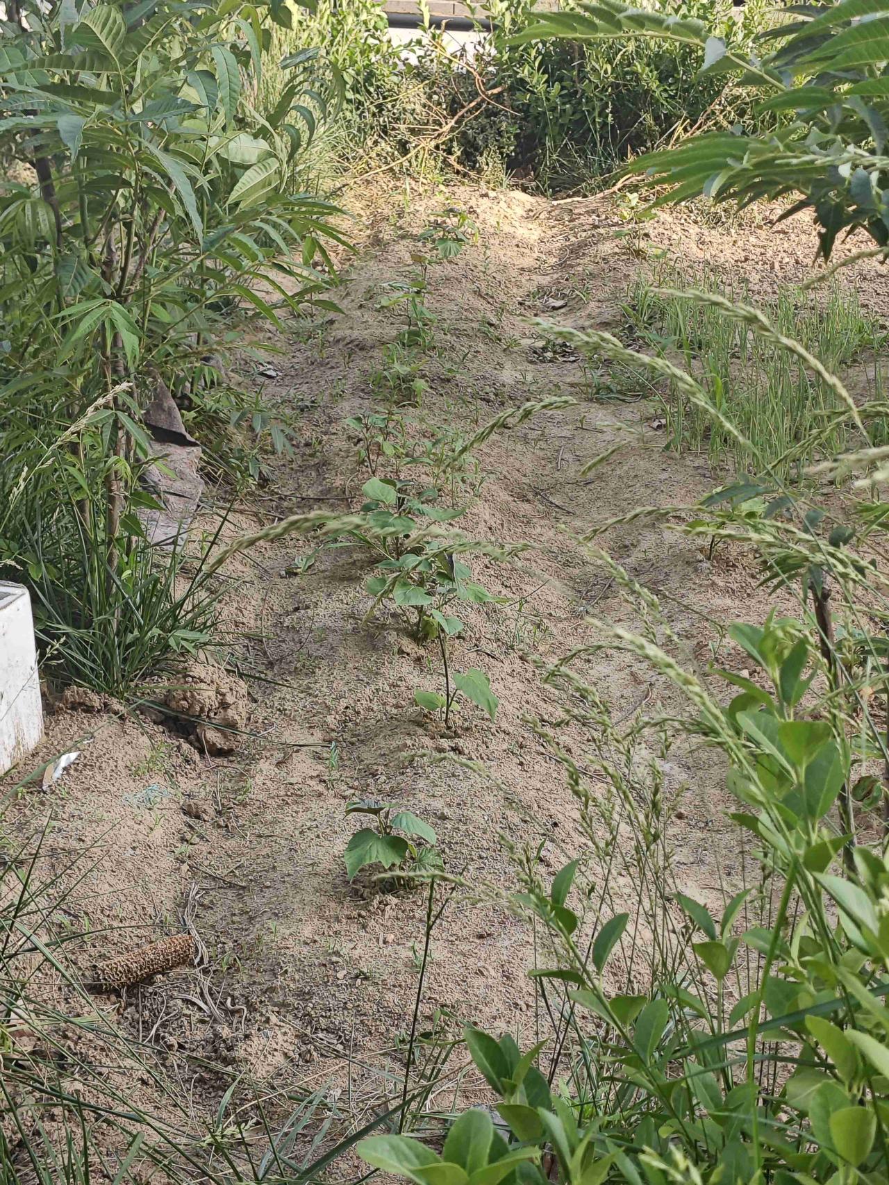 我的今日状态：😁轻松愉快
我这里的天气：🌤️多云
啦啦啦，我种的地瓜都活了，
