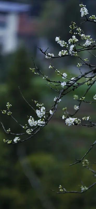 五律·又见李花开
〔当代〕邹謇

一树轻霜著，盈盈自出尘。
不随红紫闹，独抱素华