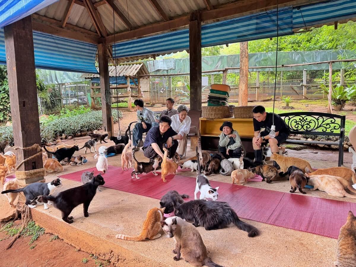 咪一眼锁定了全场最像他的那一只🐈王俊凯 中餐厅10