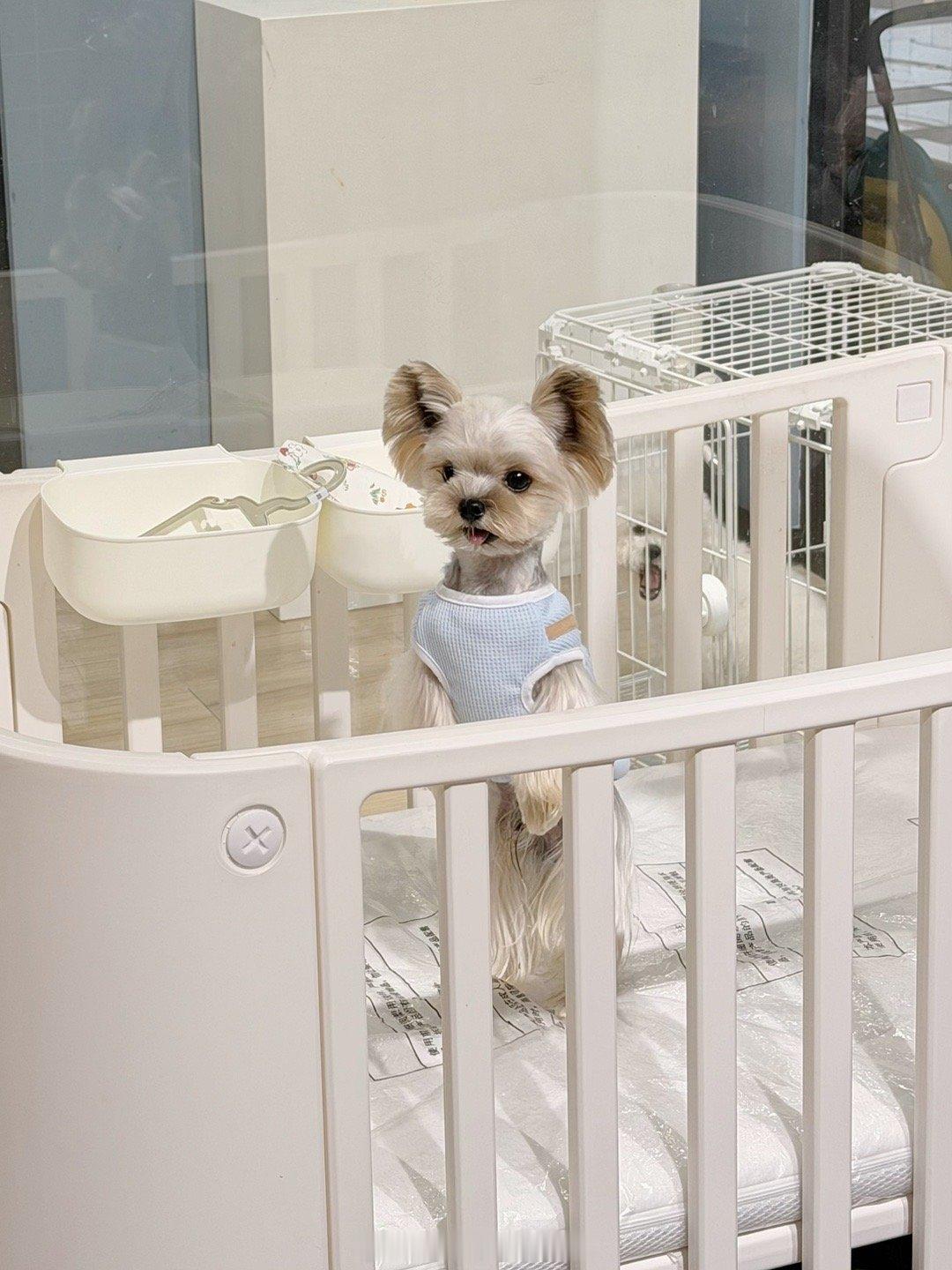 已经会站起来了 下一步就要会说话了