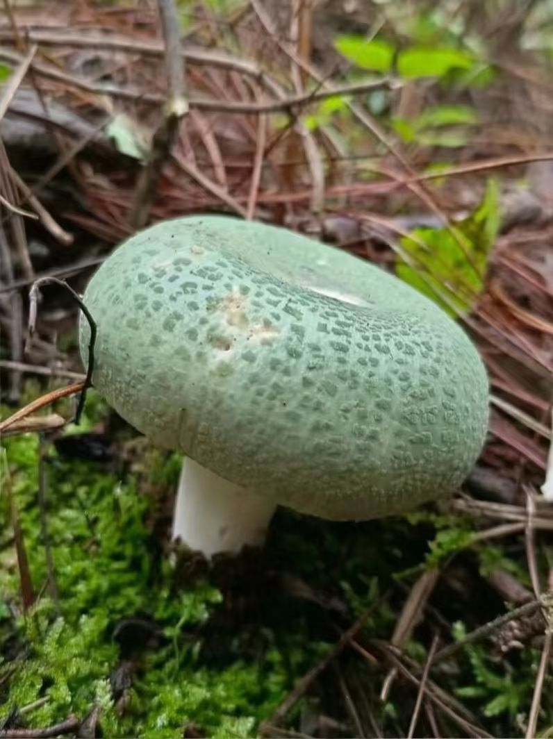 昆明最近是咋回事，一直下雨，原本计划去爬山采蘑菇的~太难了