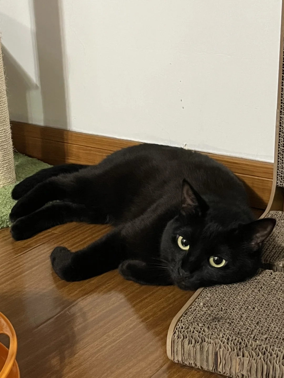 我在工位很想猫😫