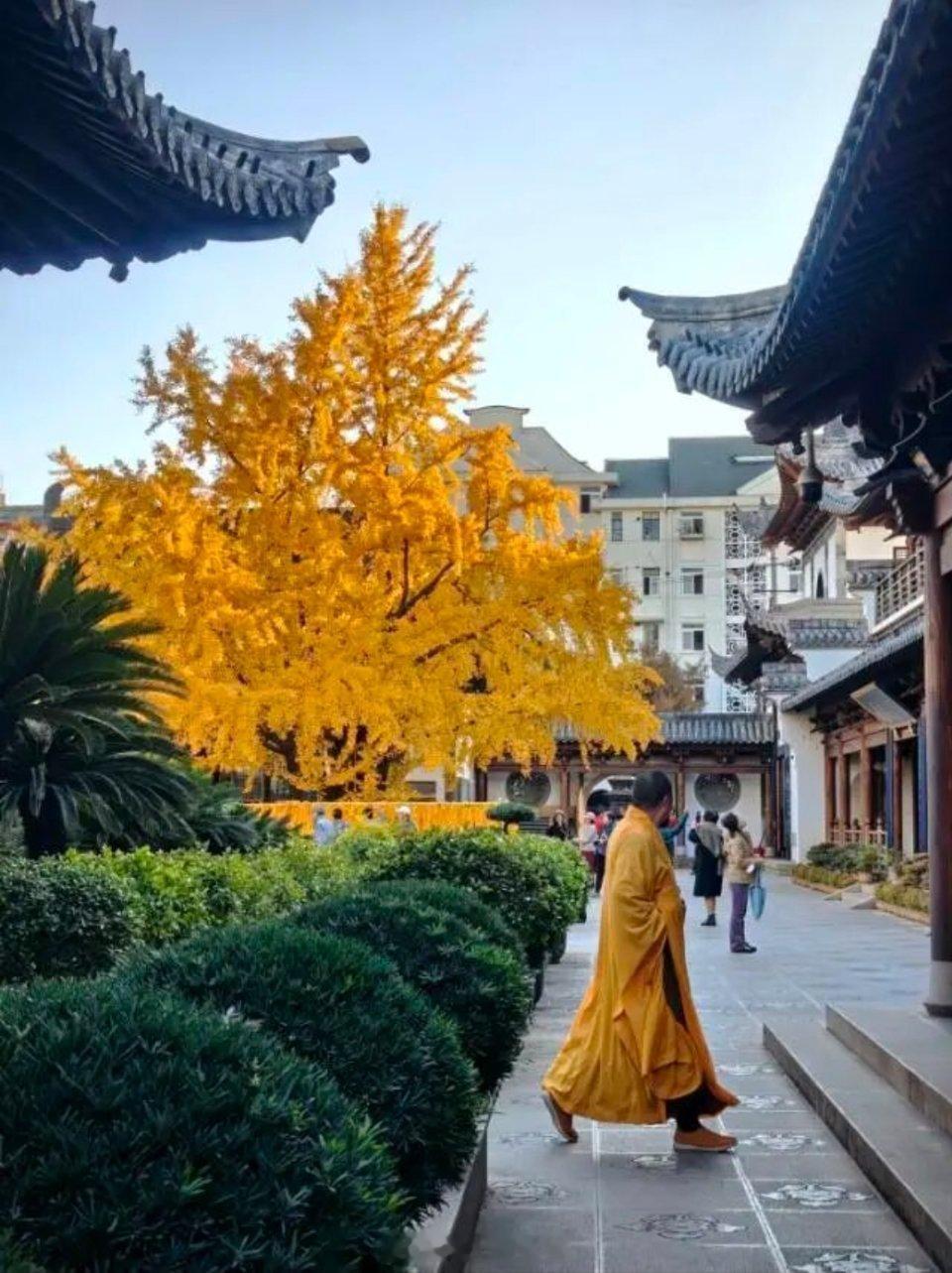 银杏灿烂的真如寺位于上海普陀区真如镇上的真如寺是元代移建到这儿的，最初的“真如院