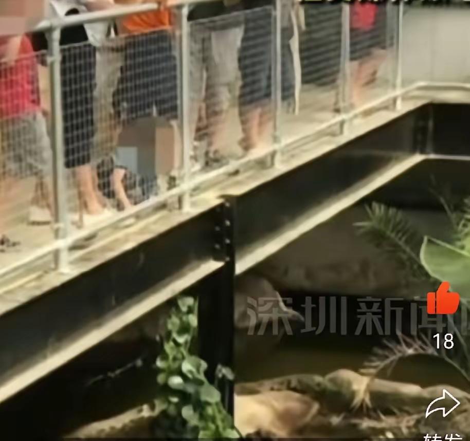 “太可怕”！6月18日，4.5米高鳄鱼观赏区，30岁男子突然抱起3岁男童，直接扔