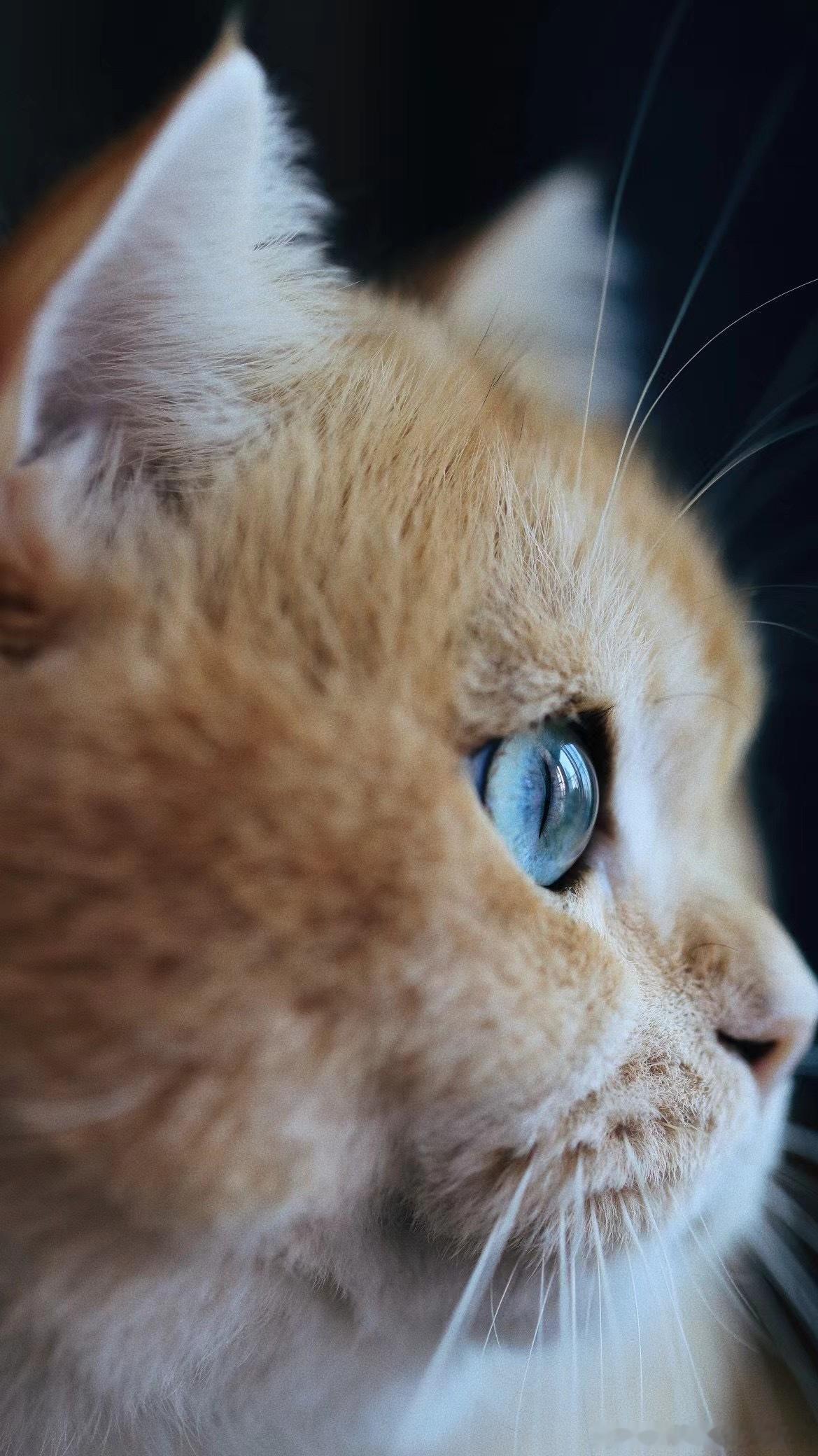 #校园流浪猫被送去参赛成顶流# 校园流浪猫就能看出一部分学生不适合养宠物，能力不