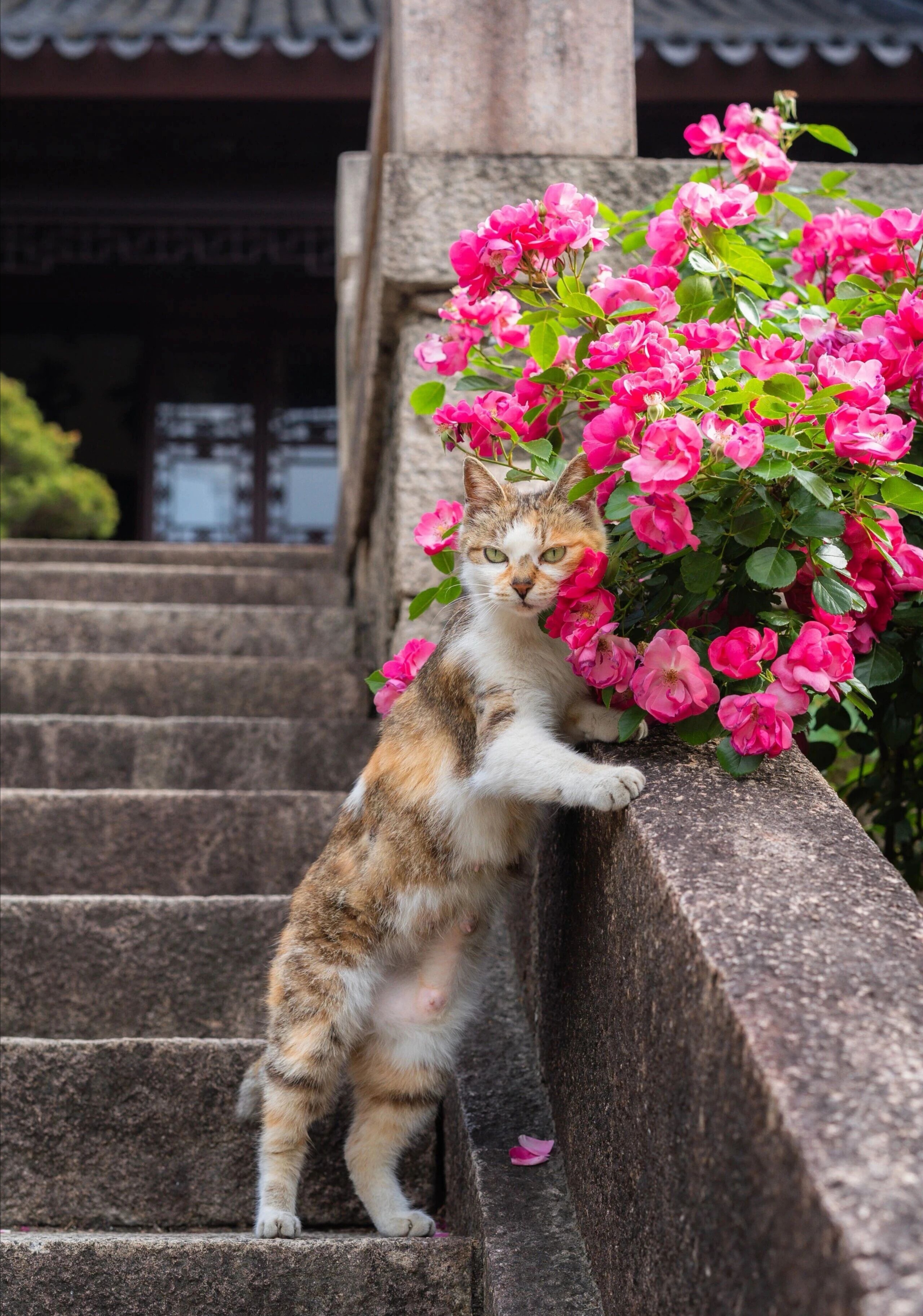 猫宁。多帅强弟，又一睡一醒。一日二猫，今天无洋猫，上张三花与鲜花，中猫在树枝上。