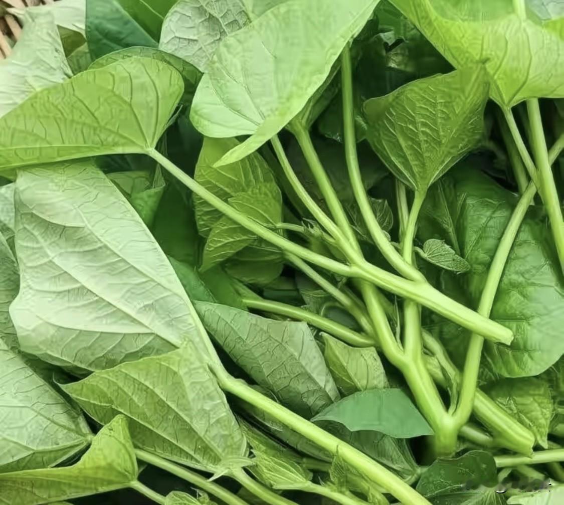 说来也奇怪，吃了几十年，都没有吃腻。

反季节也能吃到这么新鲜的红薯叶，洗净晾干