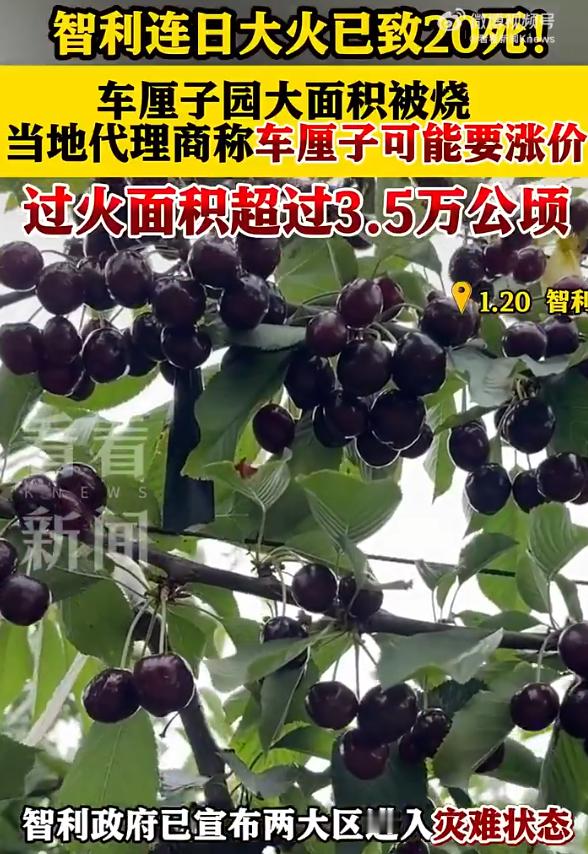 智利车厘子园大面积被烧恐涨价 本来就是滞销卖不出去了烧了饥饿营销了是吧？？ 