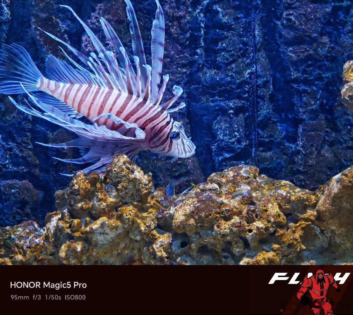 潜入这片蓝色秘境，看鱼群穿梭于光影之间。它们或是轻吻叶片，或是依偎在珊瑚旁，在无