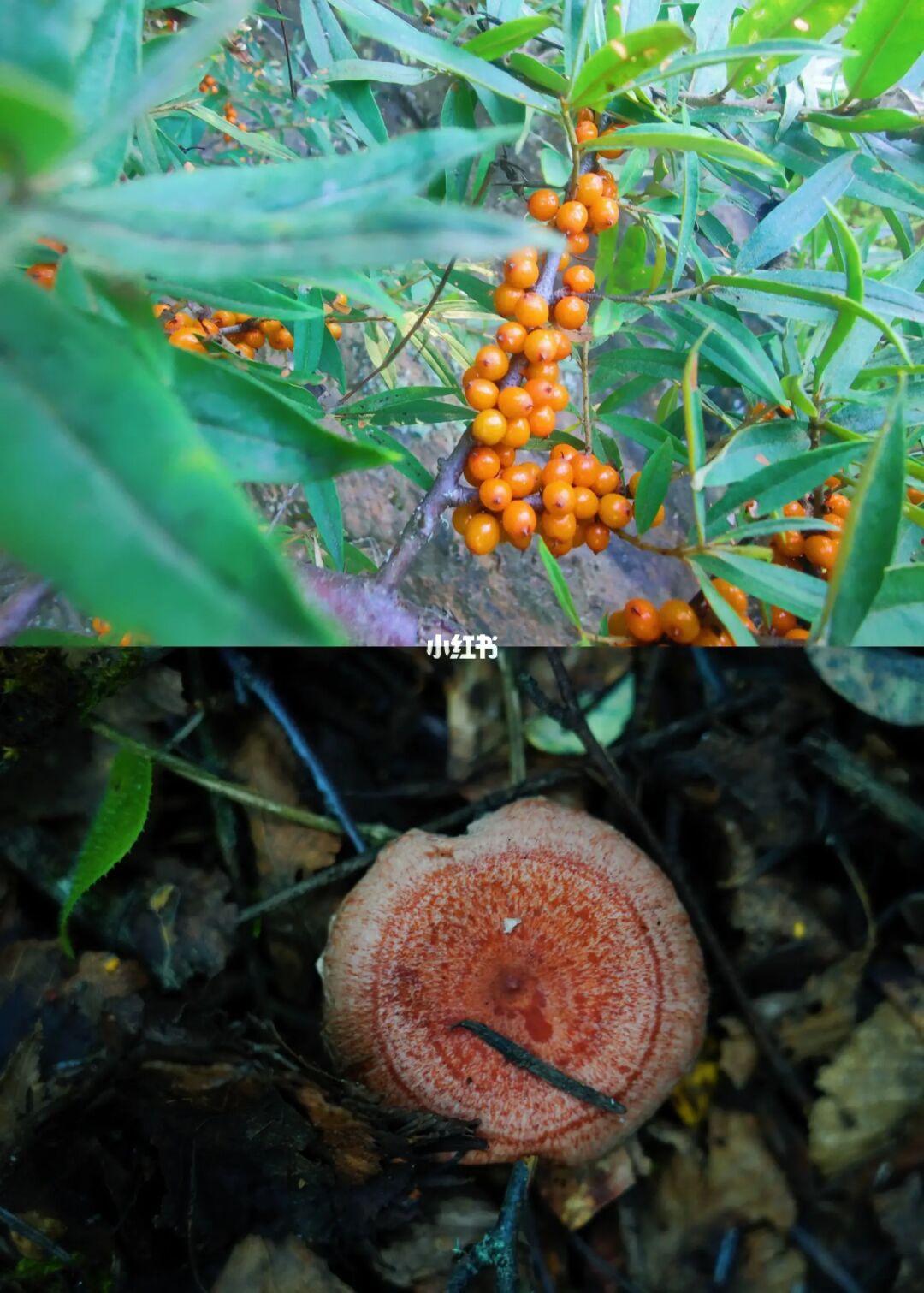 增头寨｜奇妙蘑菇森林之旅
