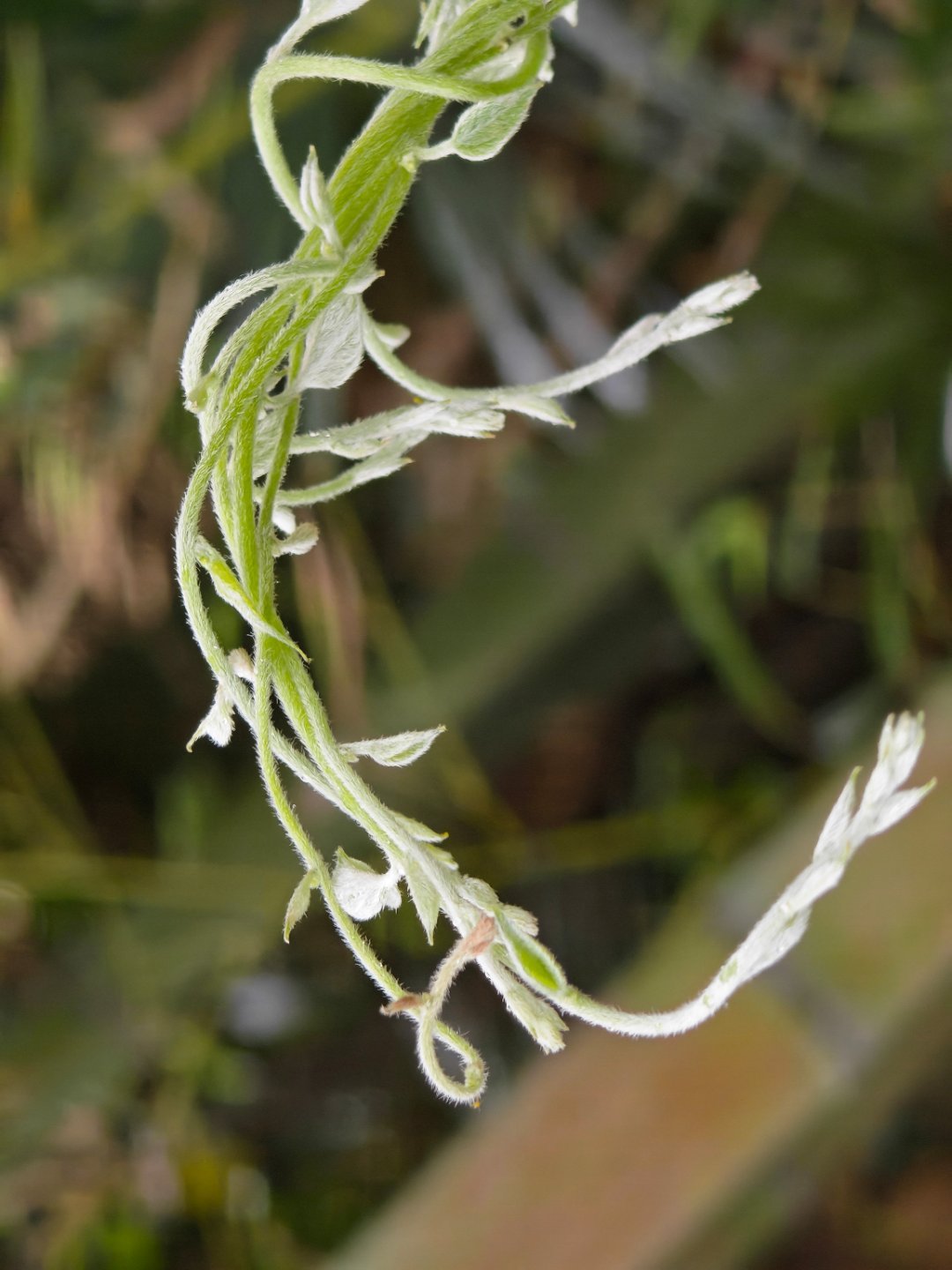 星期日快乐！每天早起打卡