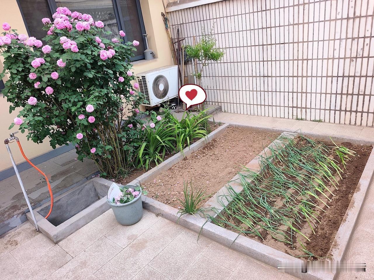 哈哈，看把我能耐的[偷笑][捂脸]

不但又敢骑电动车了，今天下午又给小院儿菜地