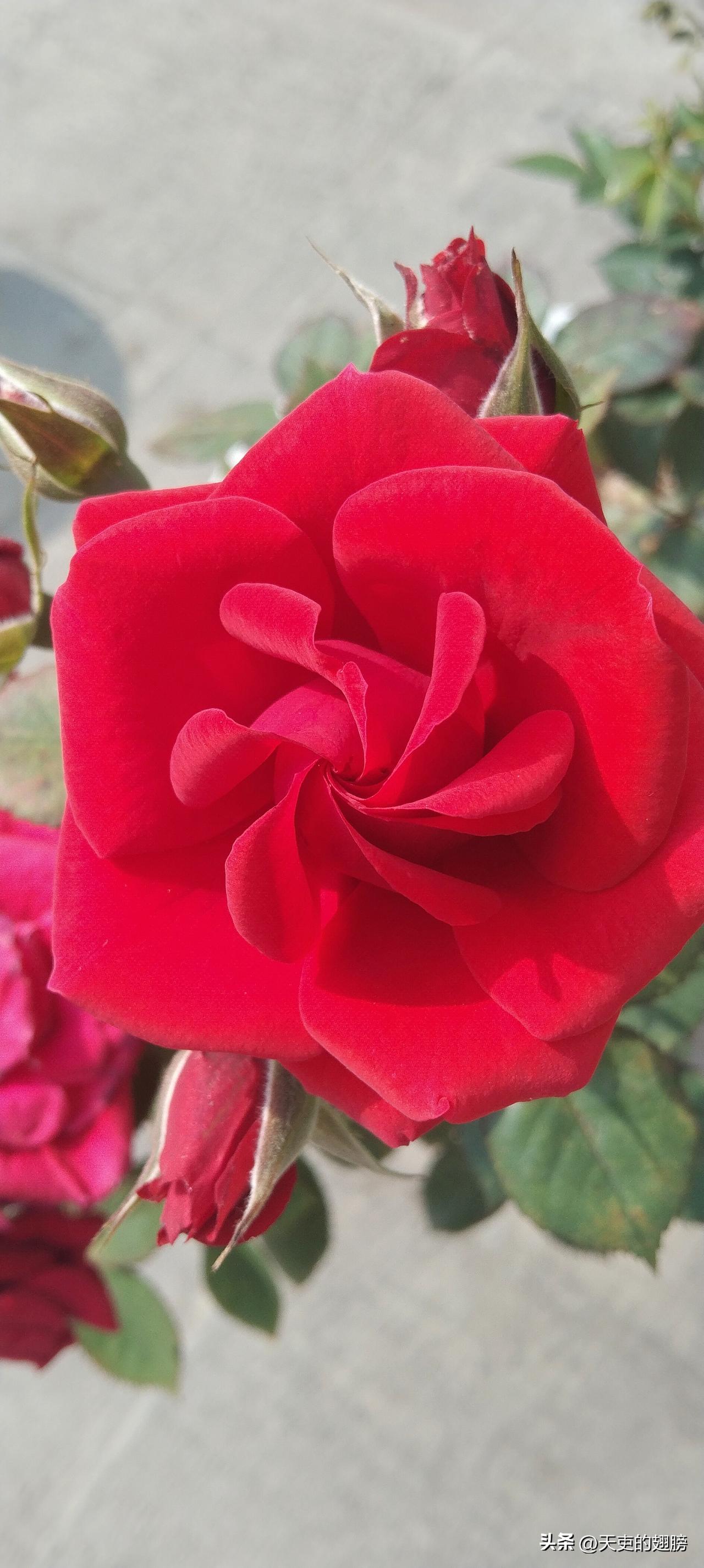 天南地北大拜年火红的花红火的日子