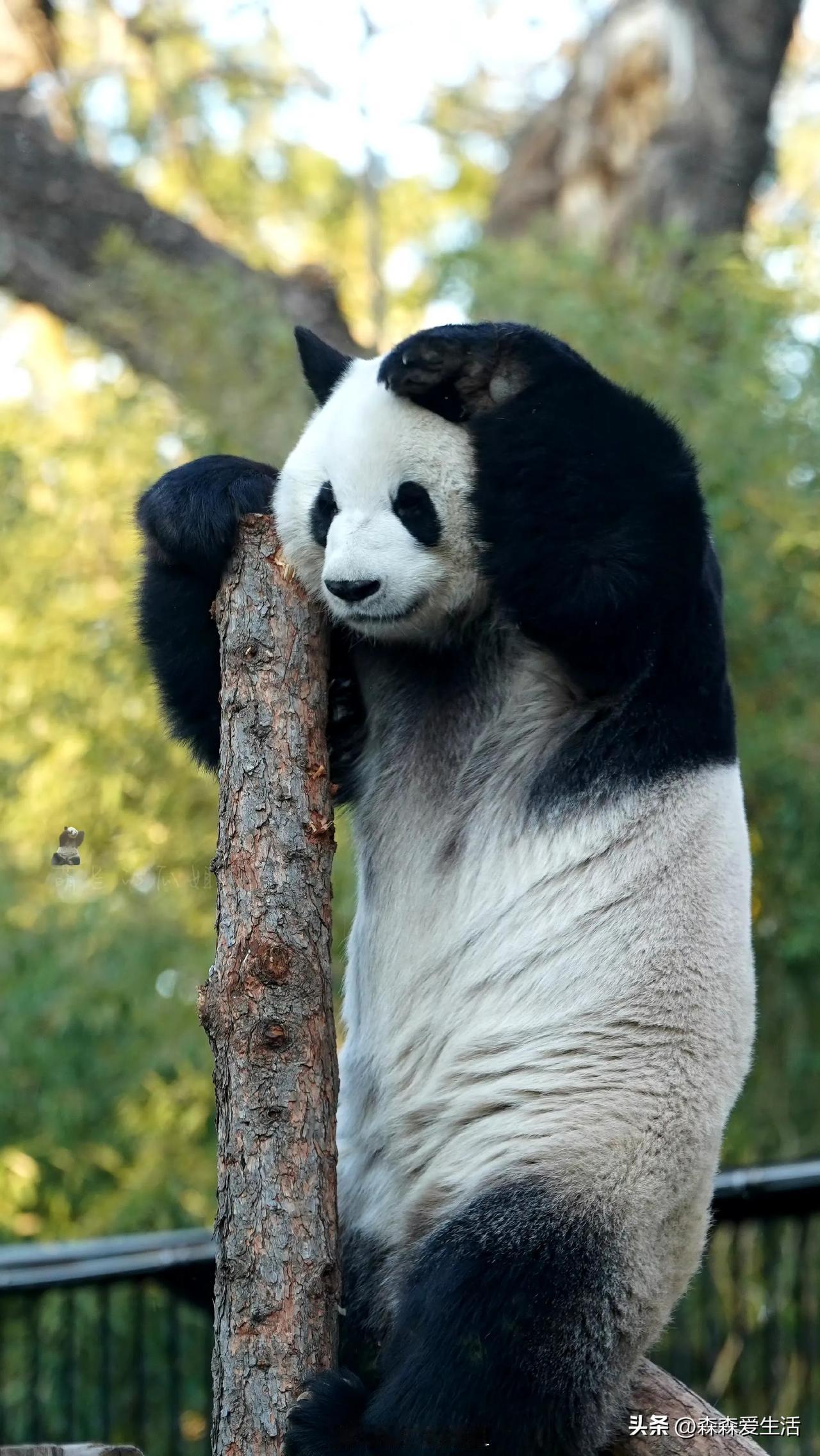 猴哥，猴哥，背景音乐响起。

这是萌兰，帅哥萌兰，帅，且同样聪明。

后面两张，