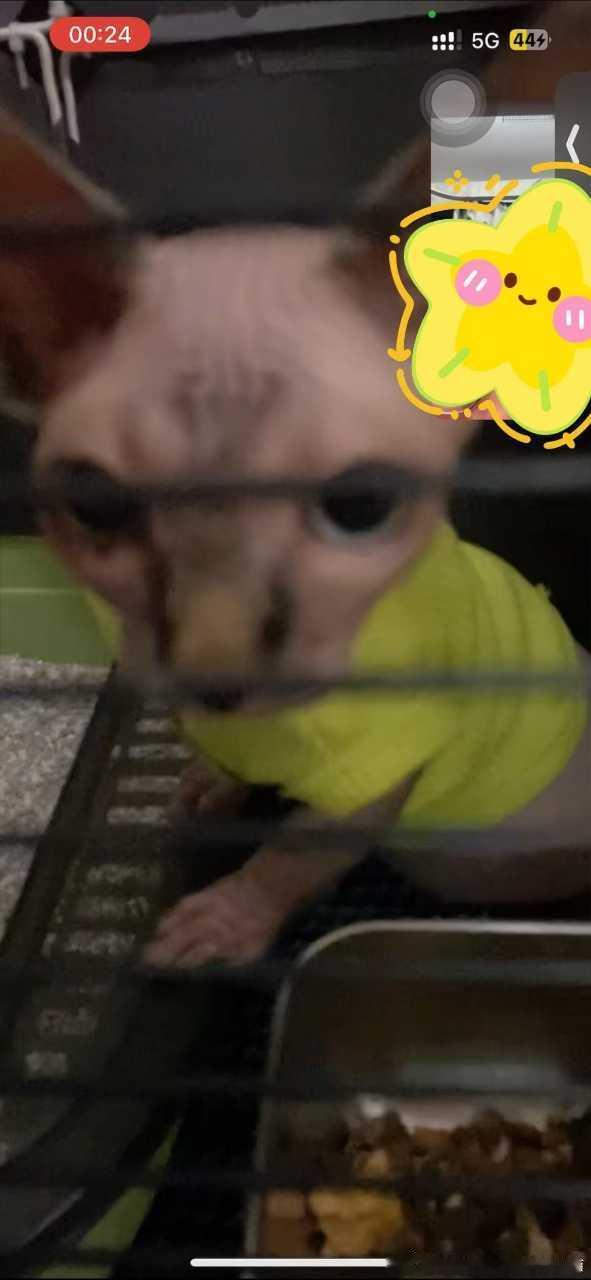 50270【丑猫】等老子出狱了第一个干4️⃣你 