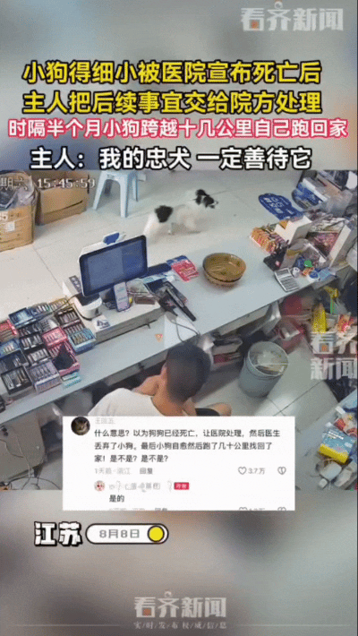 万万想不到！一只小狗得了细小病毒，被宠物医院宣告死亡后，主人伤心地把后事交给了医