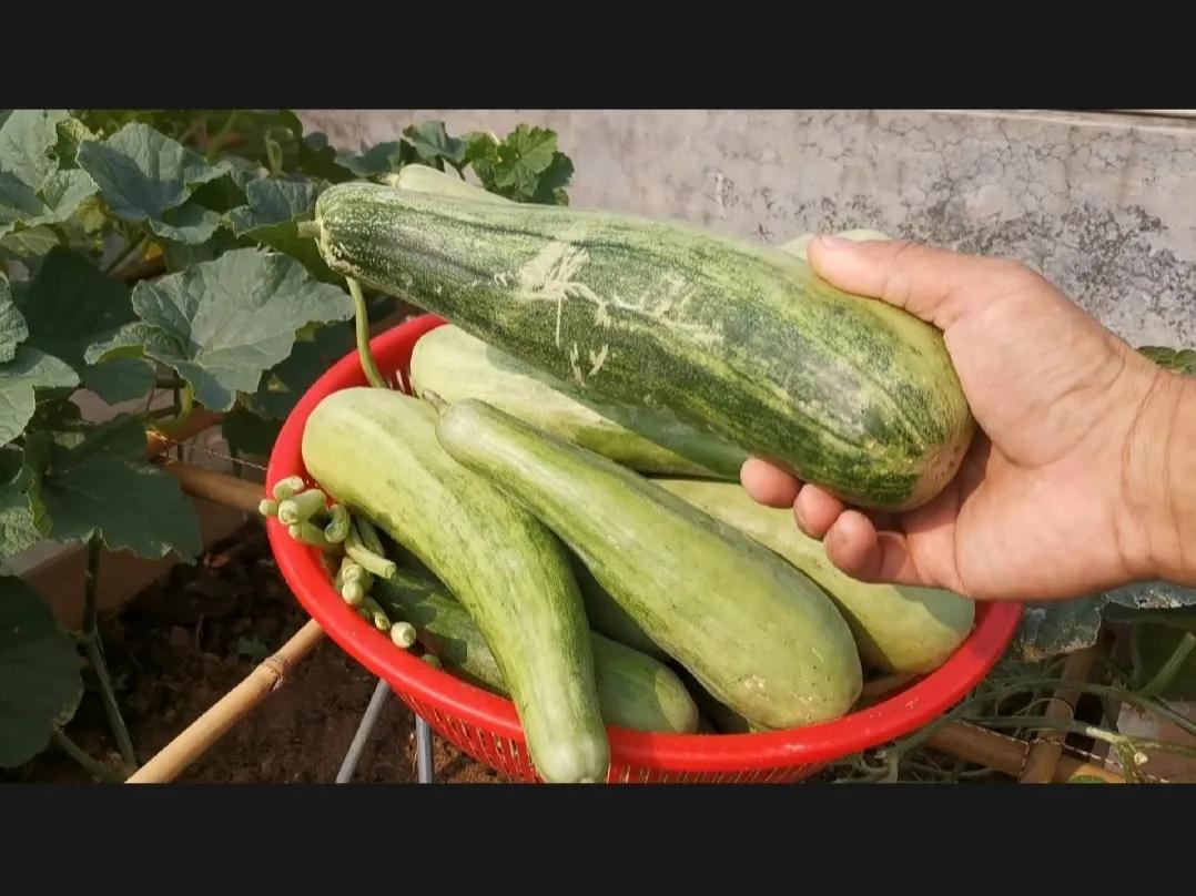 今天的收获太丰盛了[呲牙]
摘了满满一大筐好吃的羊角蜜瓜
吃上一条，太美味了
突