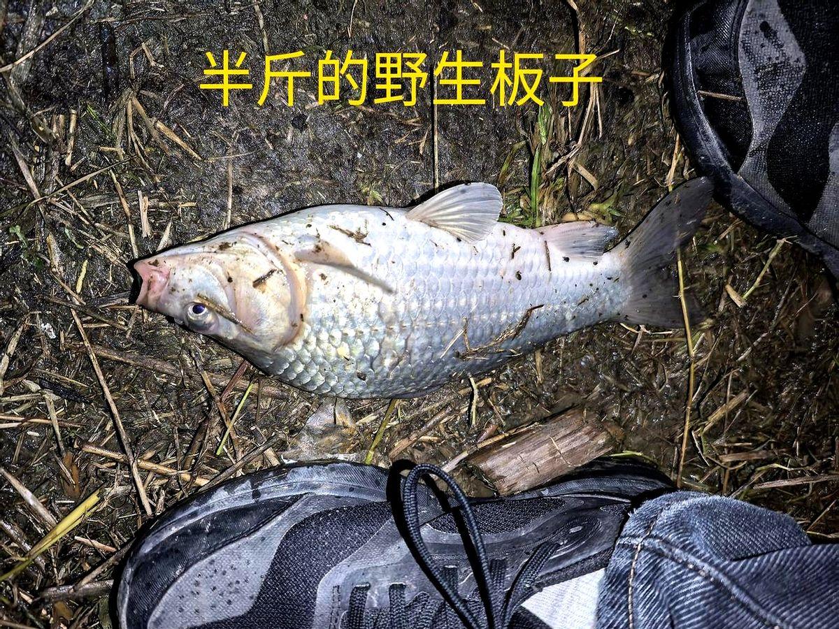 野钓大鱼，真不是光有耐心就行，这次水库之行算是彻底悟了。

我和发小跑水库守了一
