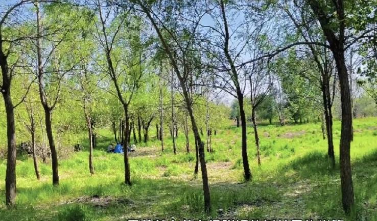 好消息，好消息！哈尔滨松北区这一处公园免费开放啦，可以进行露营和烧烤哦！

金河