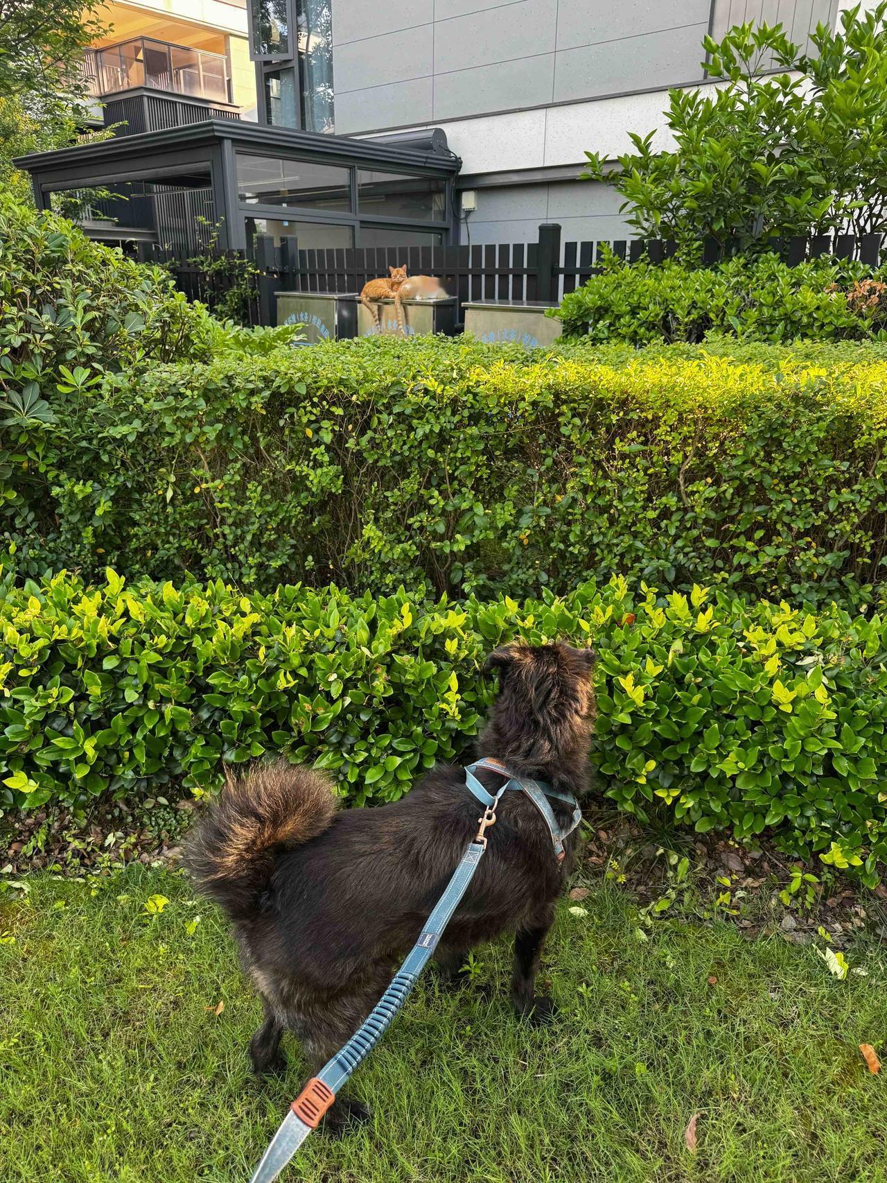 小狗：好羡慕他们的友谊