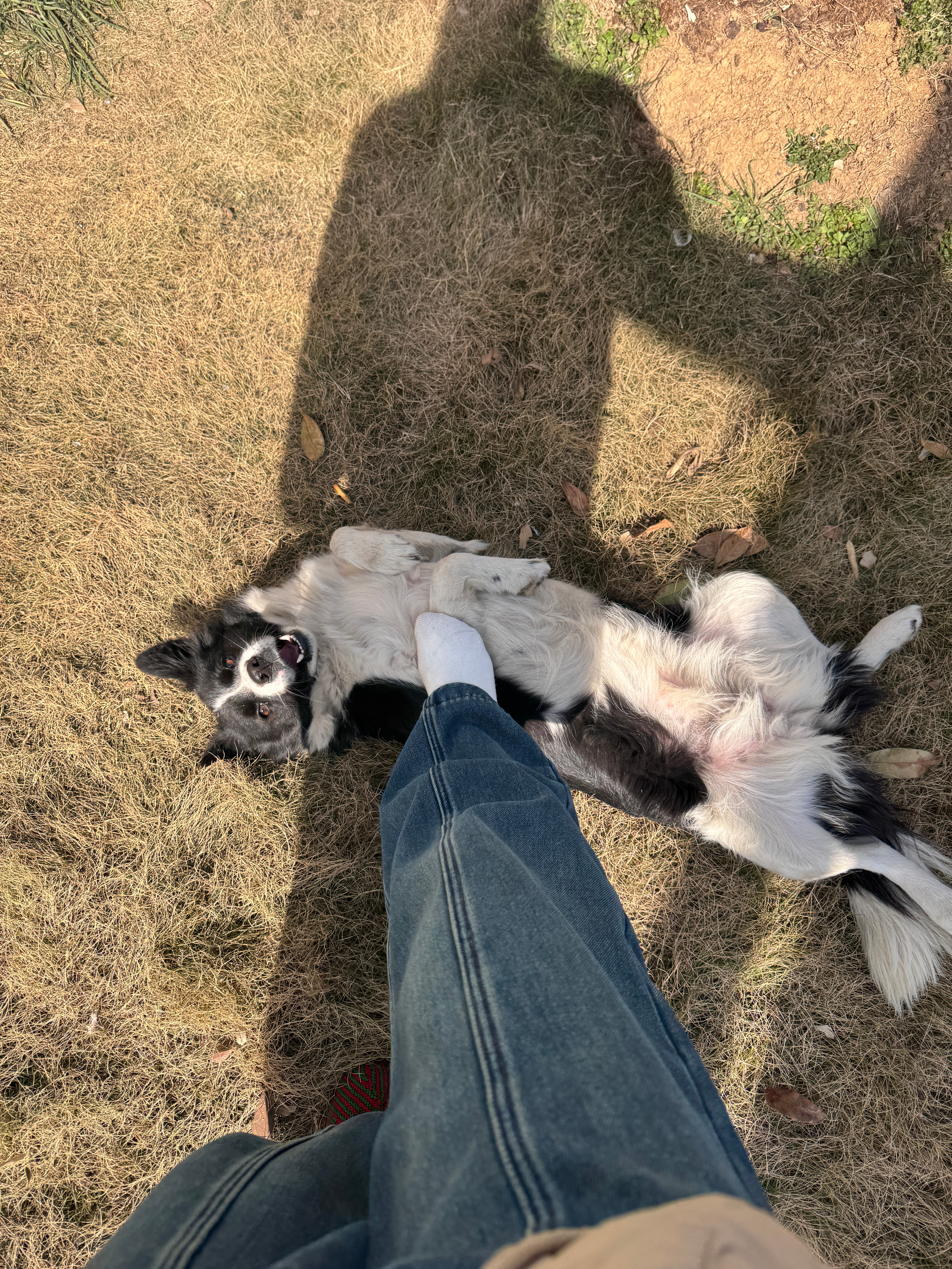 好搞笑哦 我还是很震惊自己能被狗咬 今晚还撒谎去跳舞了哈哈 