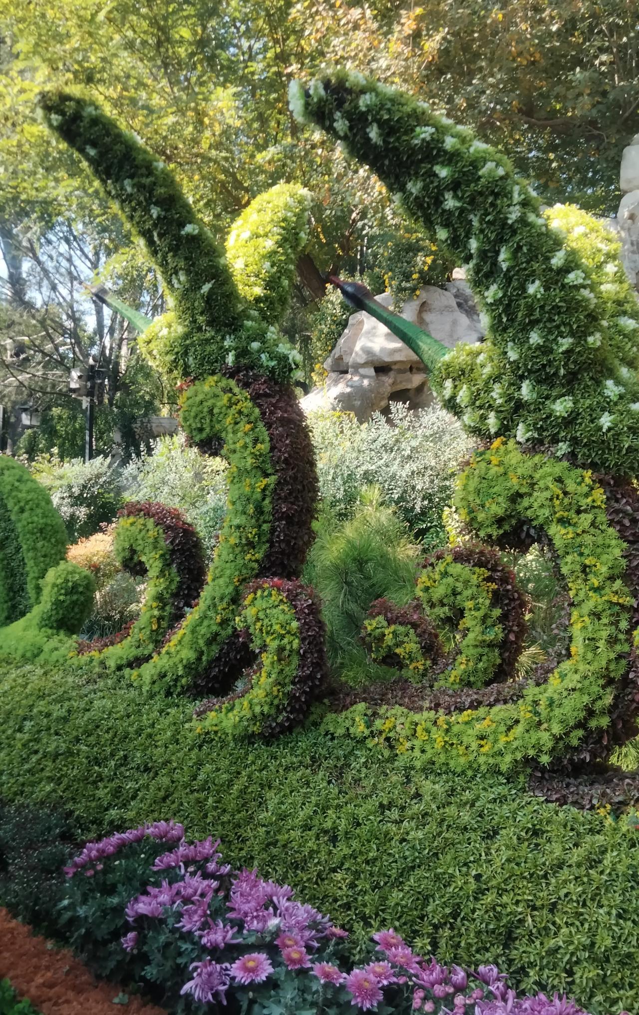 菊花的美不只在一朵朵、一簇簇，也在一盆盆。