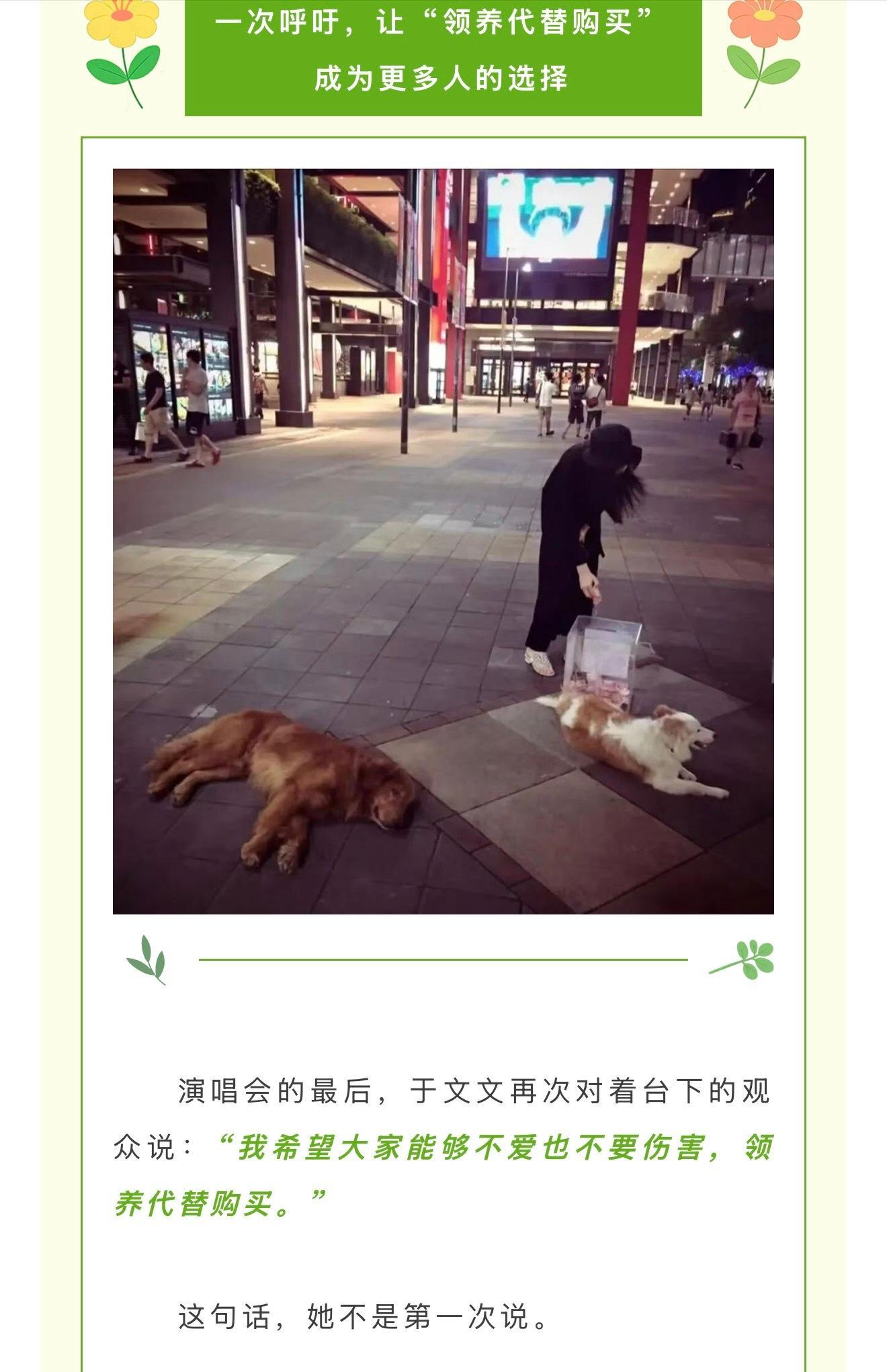 于文文呼吁领养代替购买 “她用自己的影响力，让更多人看见流浪动物的困境，让 领养