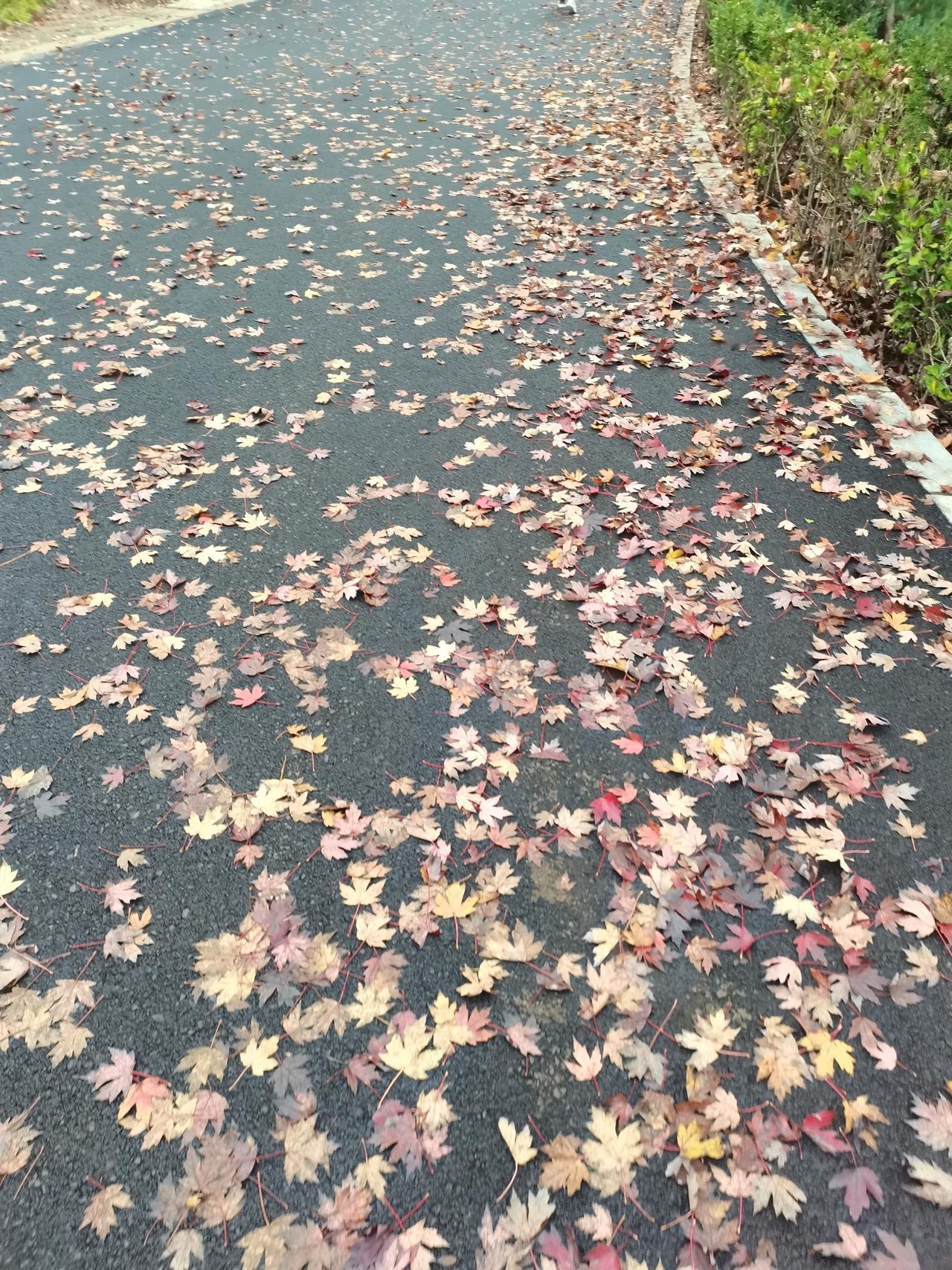你近段有没有在路边撞见这样的秋景呀？