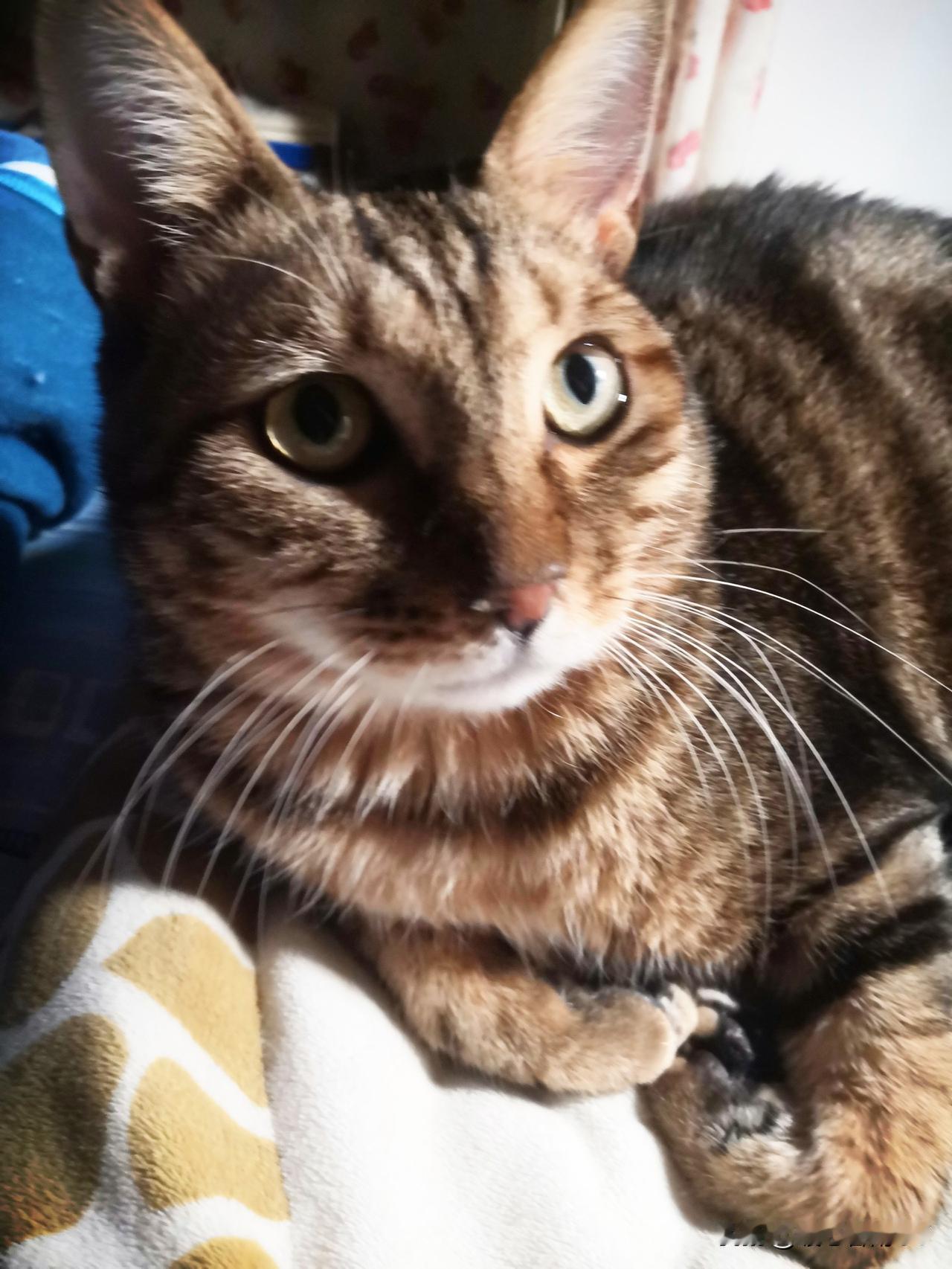 头条老友的心声：为爱坚守！

真的忍不住要吐槽了！如今头条收益愈发微薄，低到让人