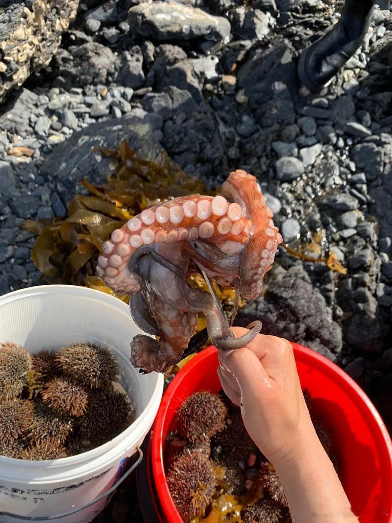 中国大叔赶海视频海外走红这种赶海的博主有真的吗？怎么感觉都是前面放后面拿呢？[笑