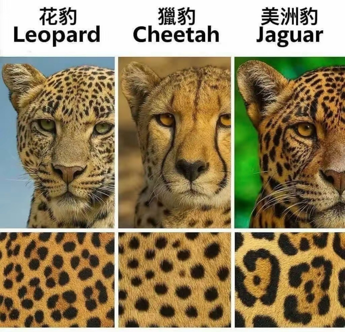 防止你分不清：花豹、猎豹和美洲豹 