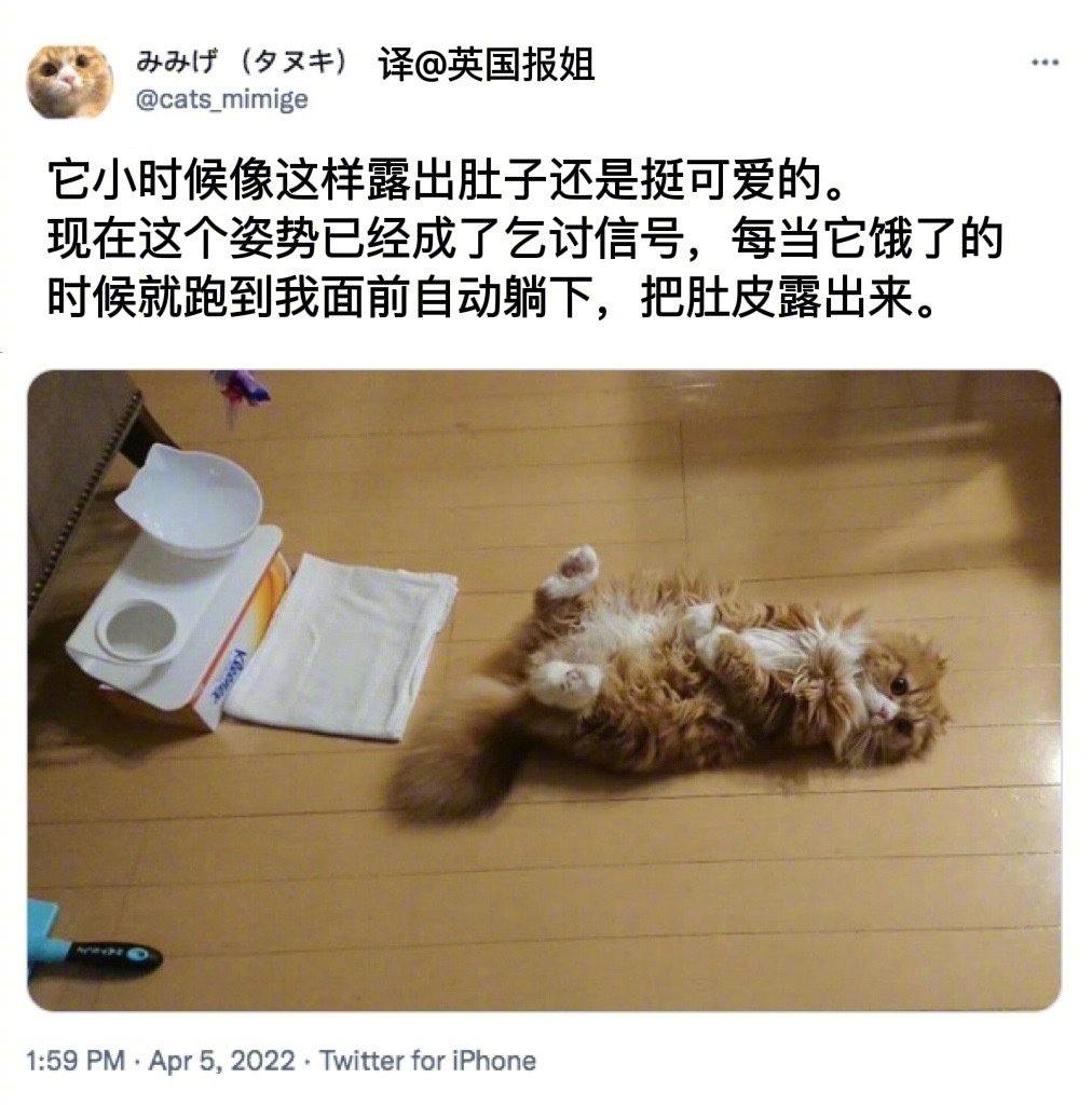 每当它饿了的时候…乞讨的样子让人无法拒绝！