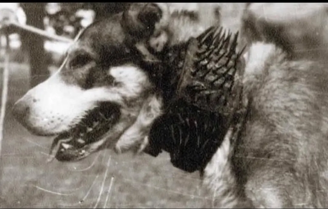 西班牙原住民牧羊犬老照片